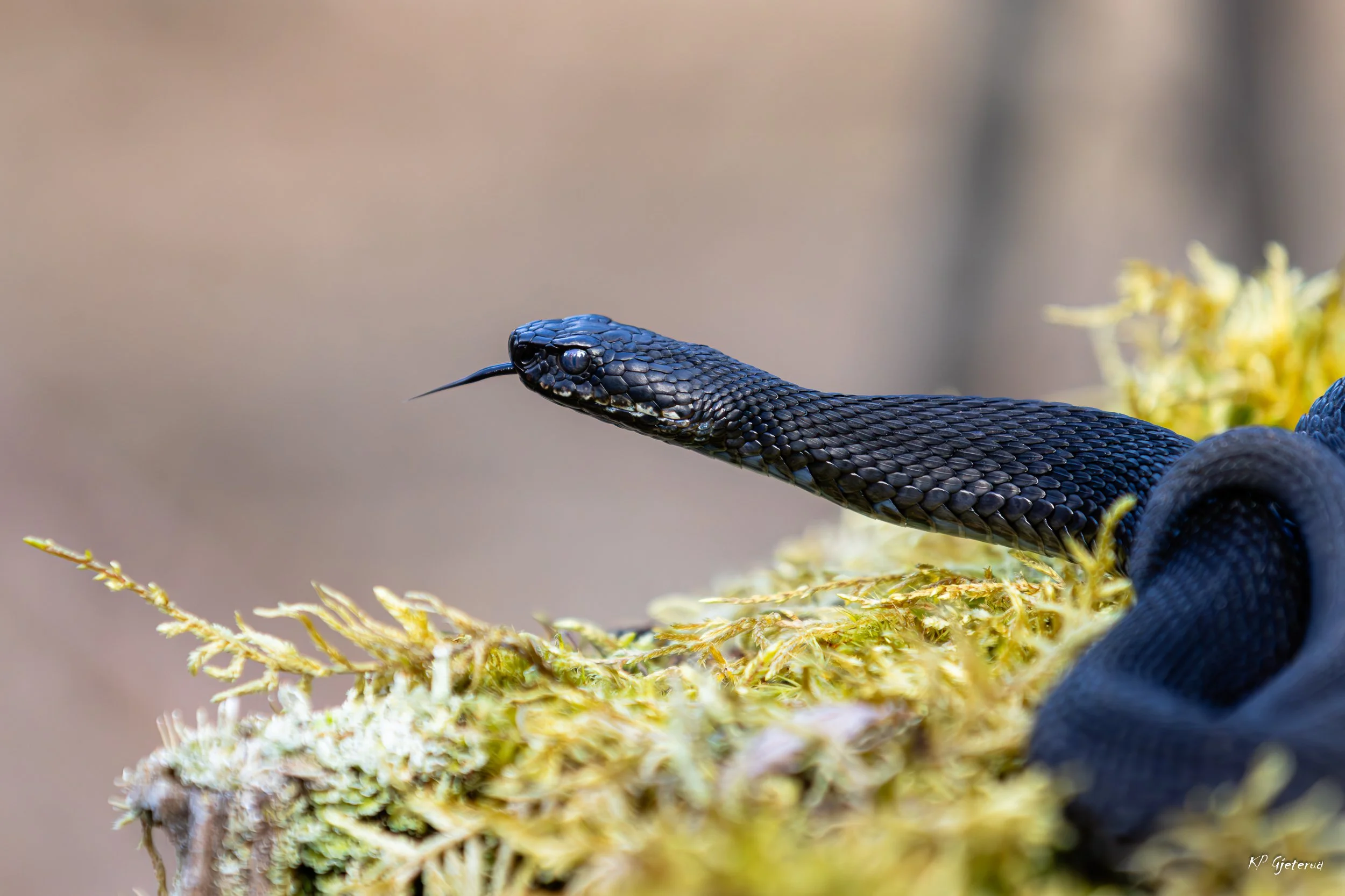 Hoggorm Nes april 2026-21.jpg