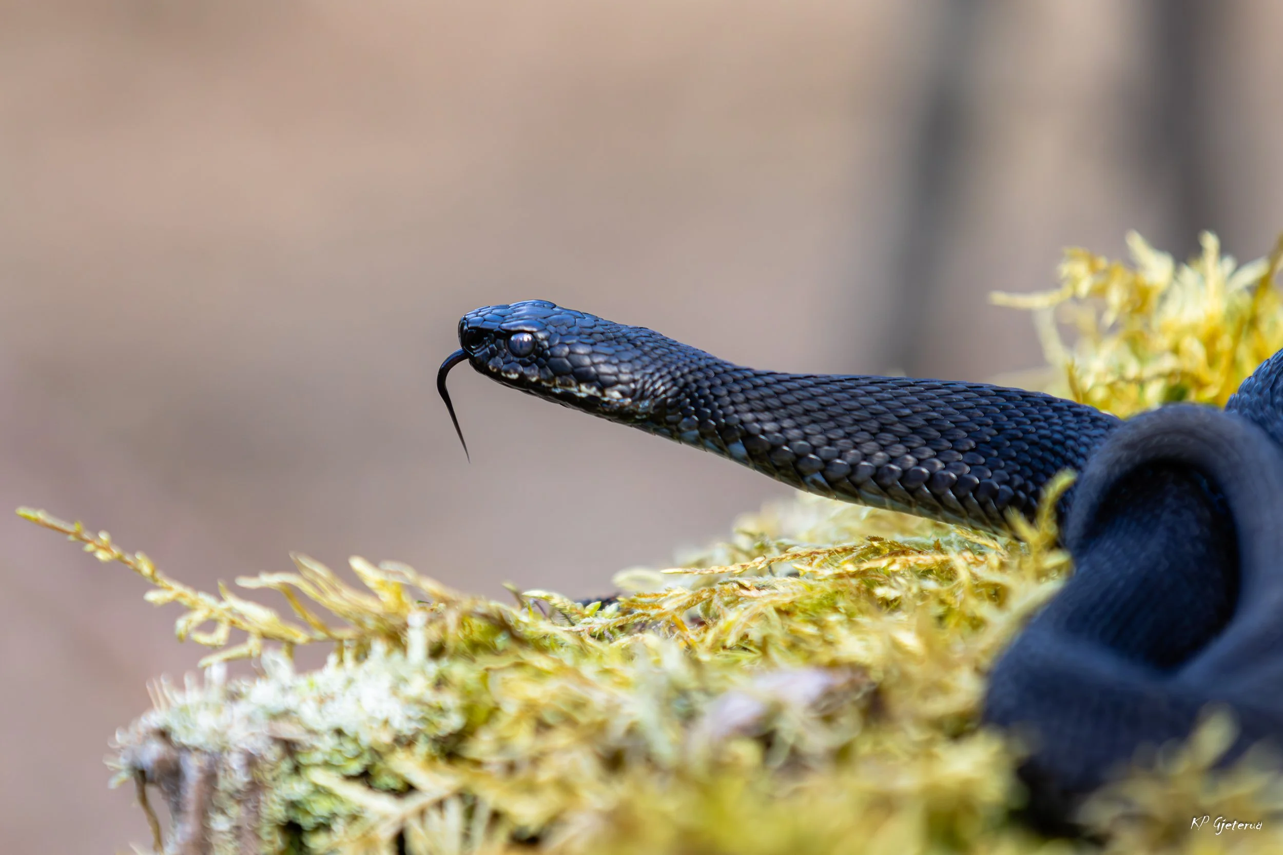 Hoggorm Nes april 2026-25.jpg