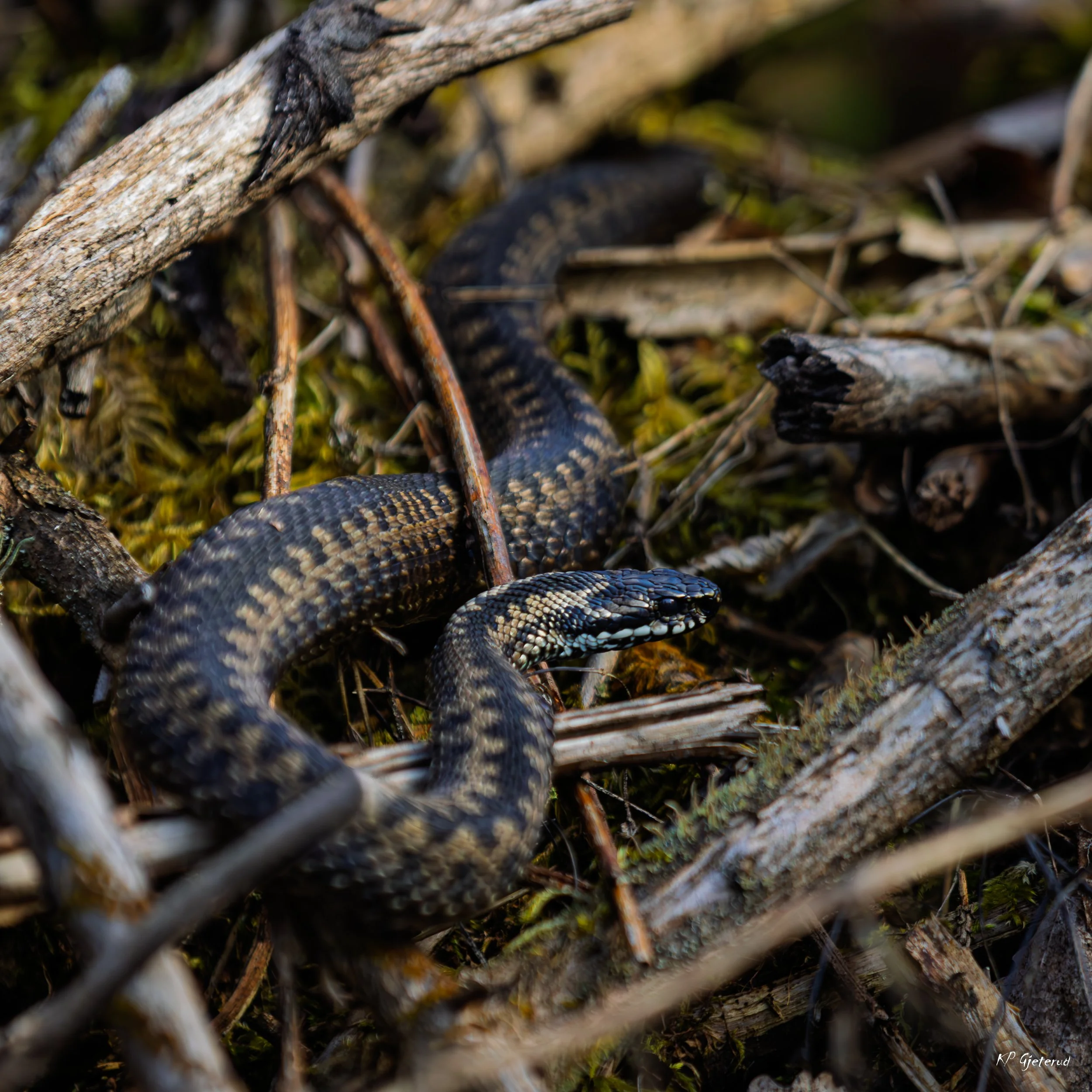 Hoggorm Nes april 2026-1.jpg