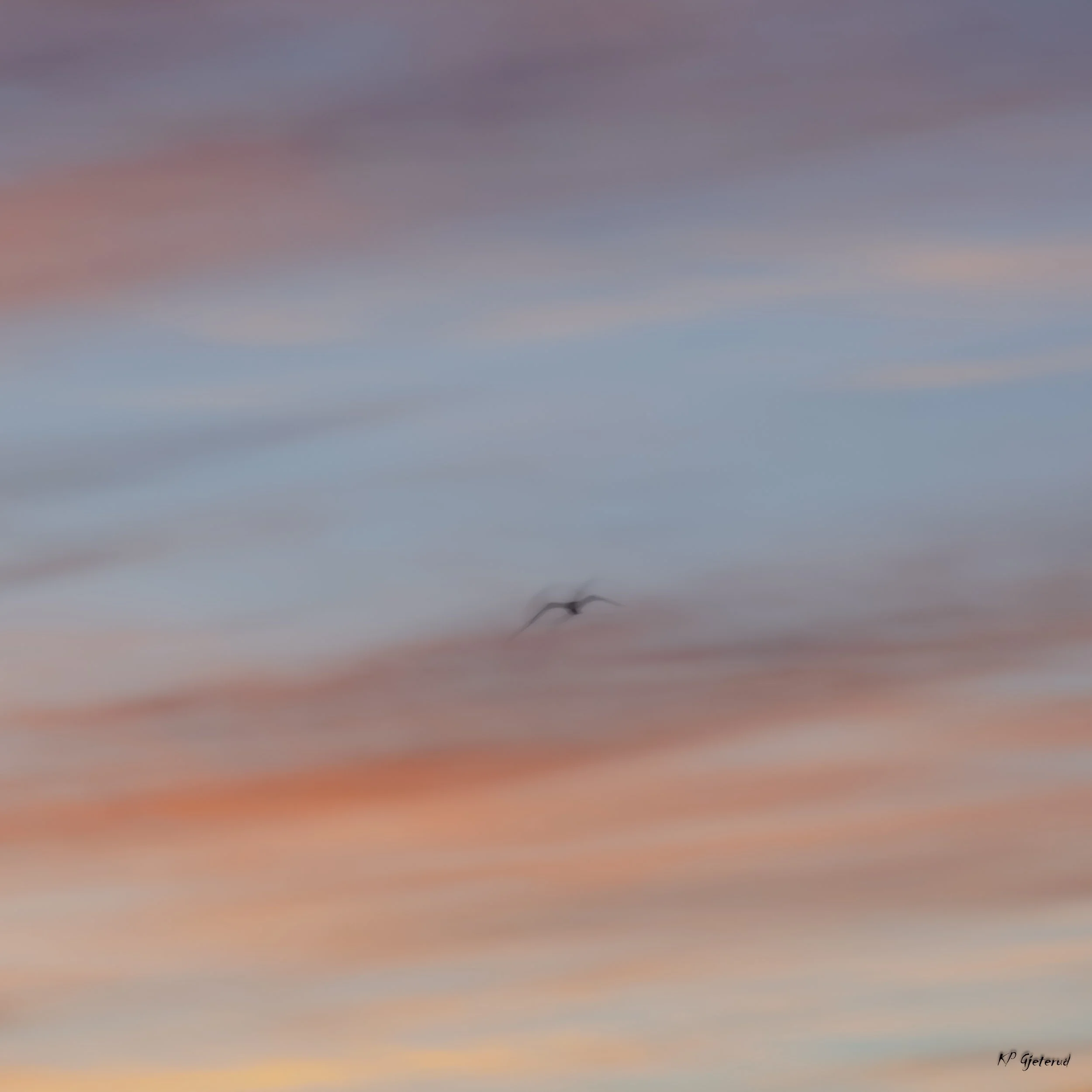 Early morning birds