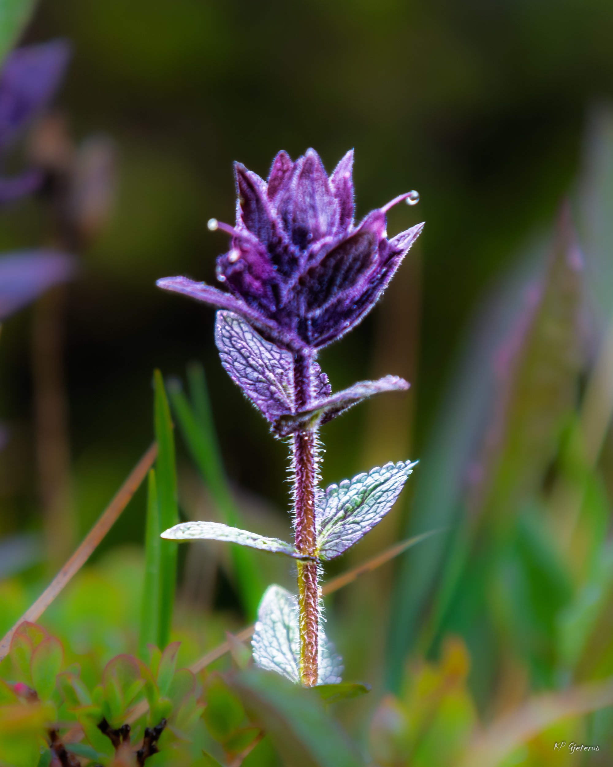 Tyinholmen flowers juni 2026-1.jpg