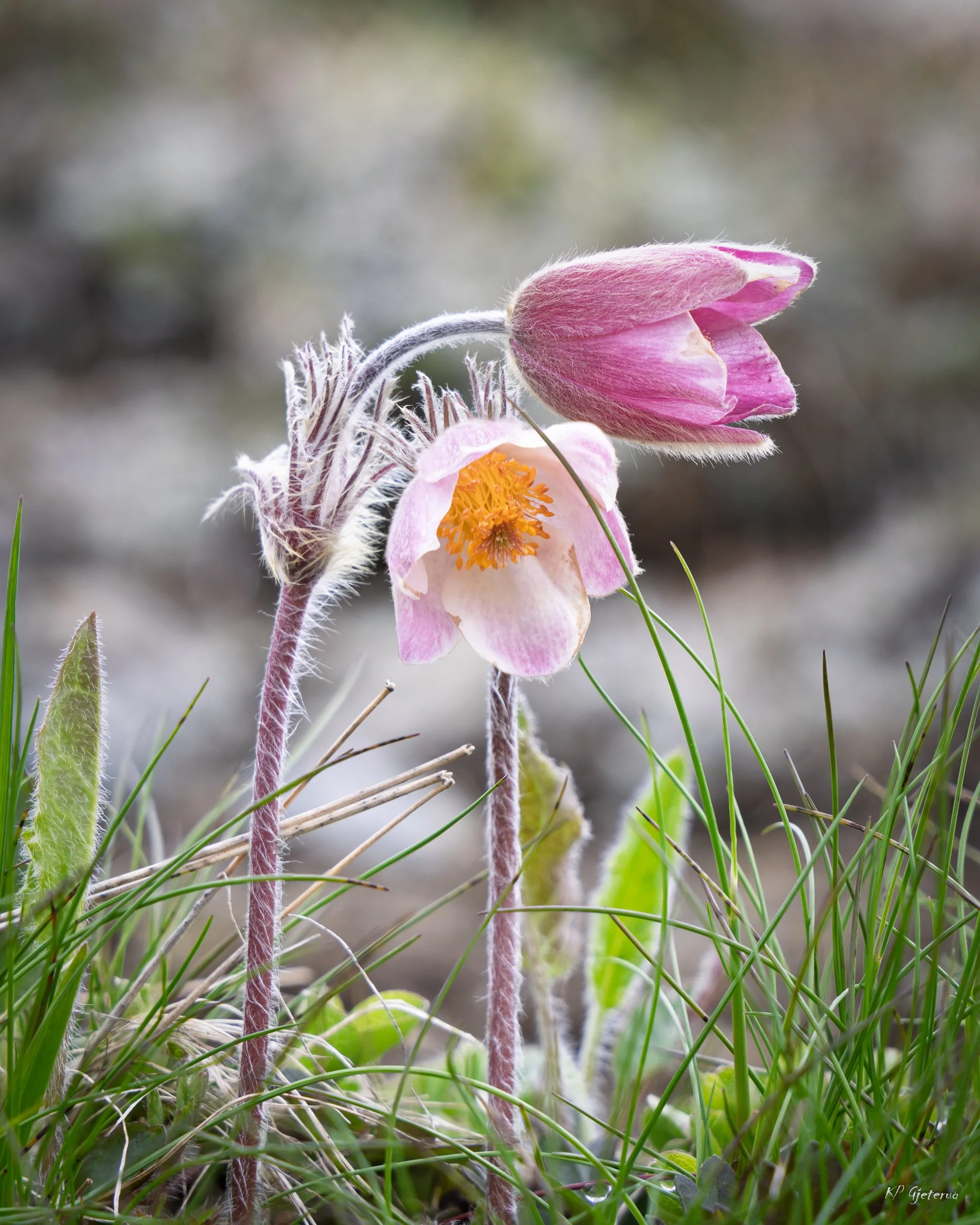 Tyinholmen flowers juni 2026-7.jpg