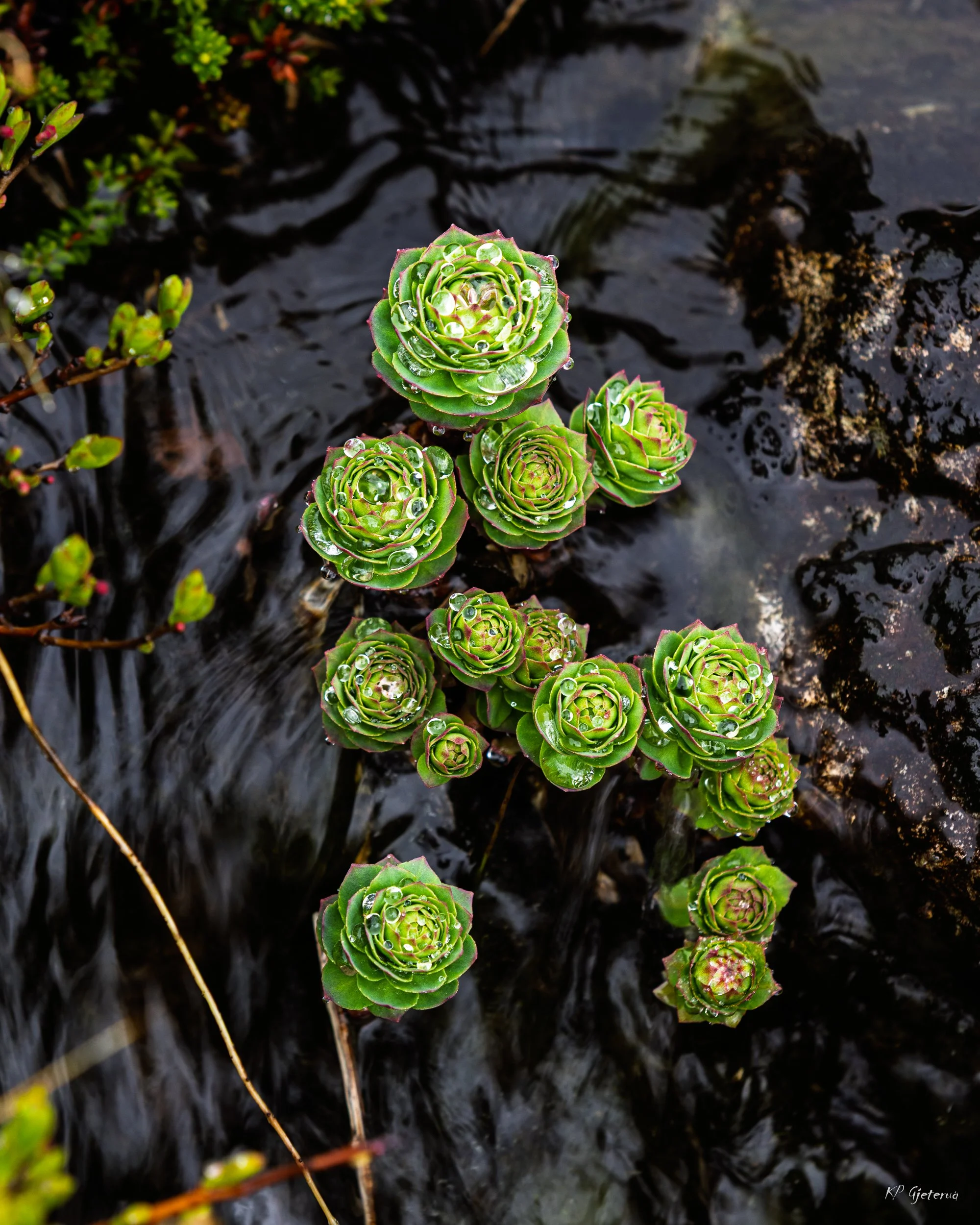 Tyinholmen flowers juni 2026-2.jpg