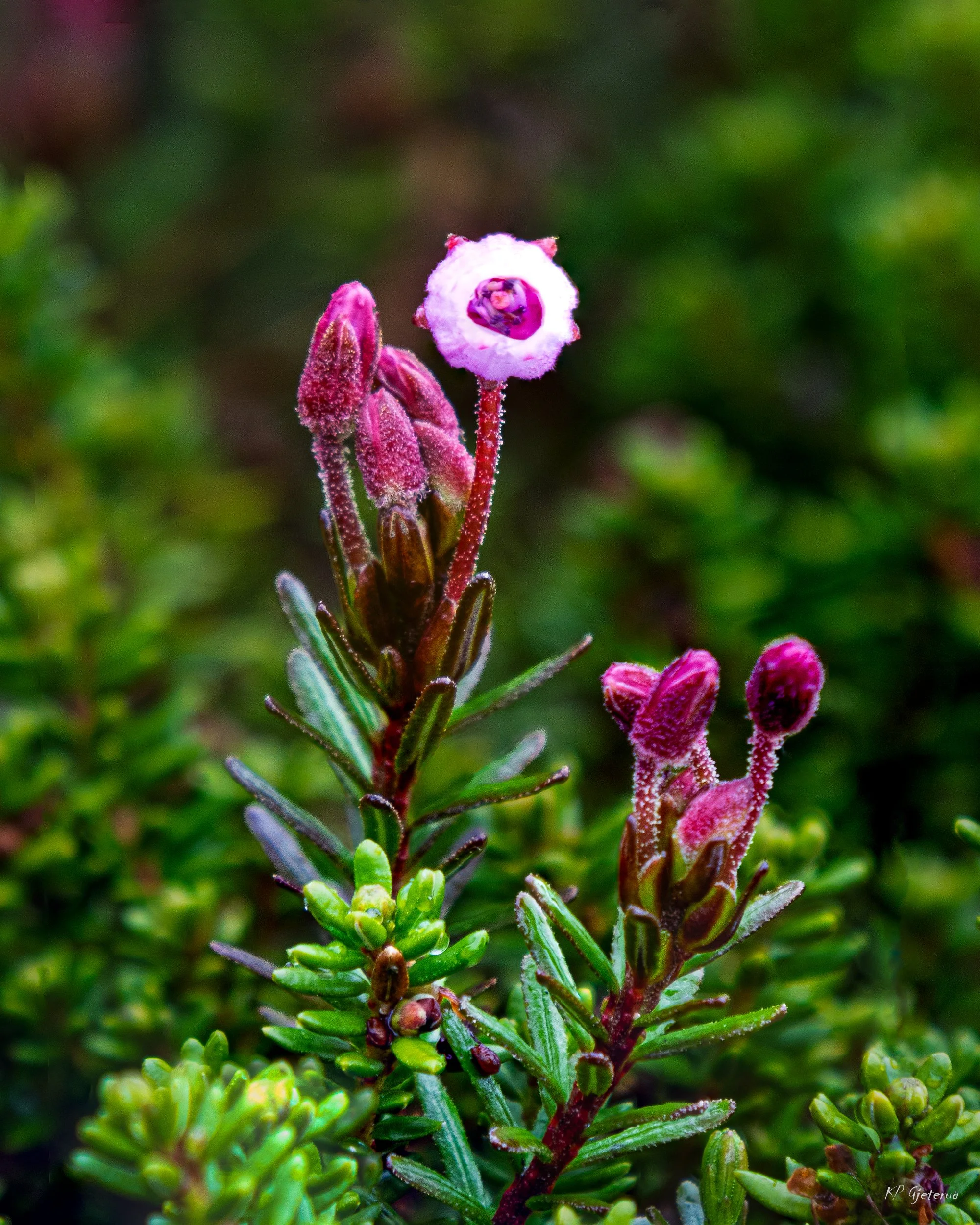Tyinholmen flowers juni 2026-3.jpg