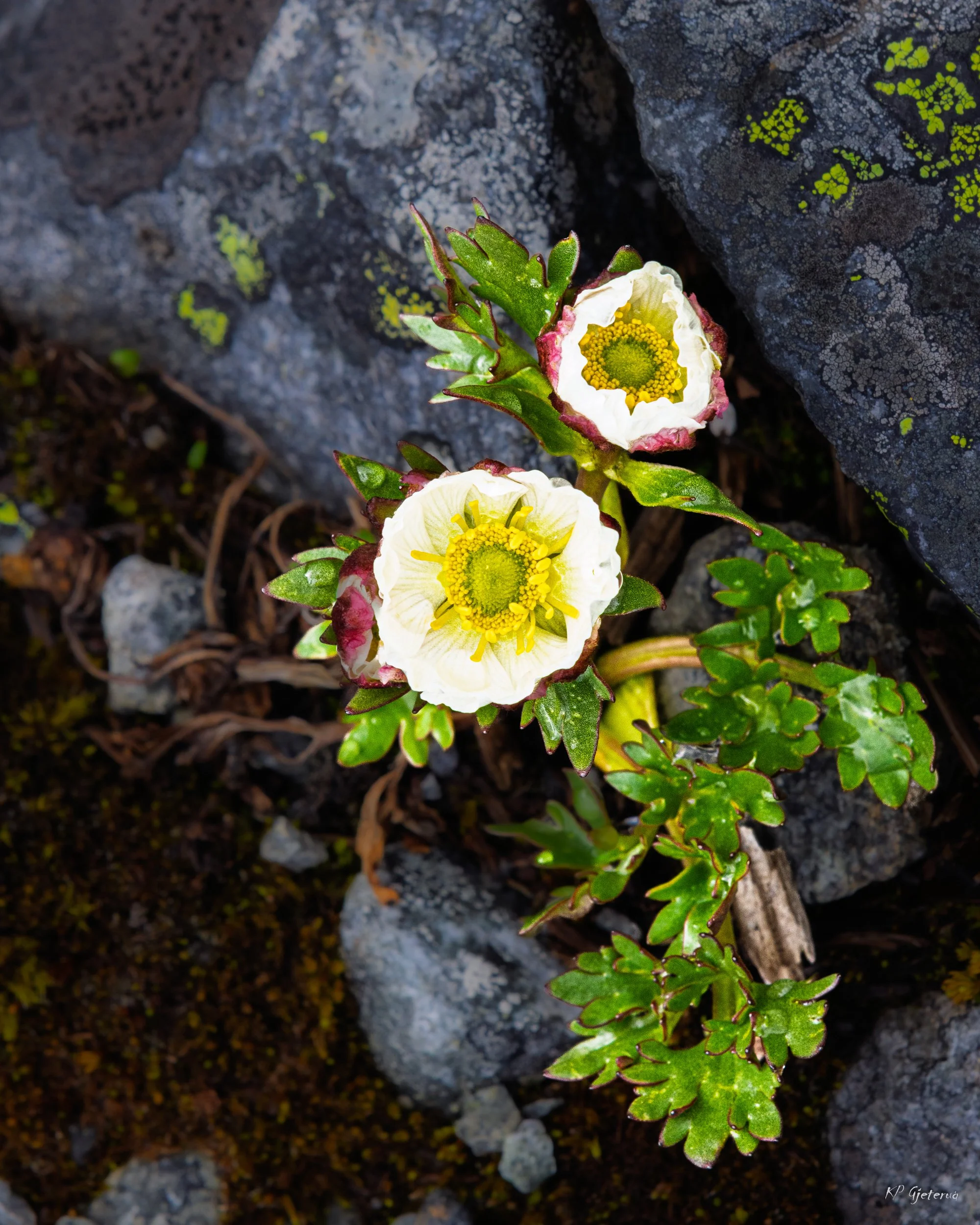 Tyinholmen flowers juni 2026-4.jpg