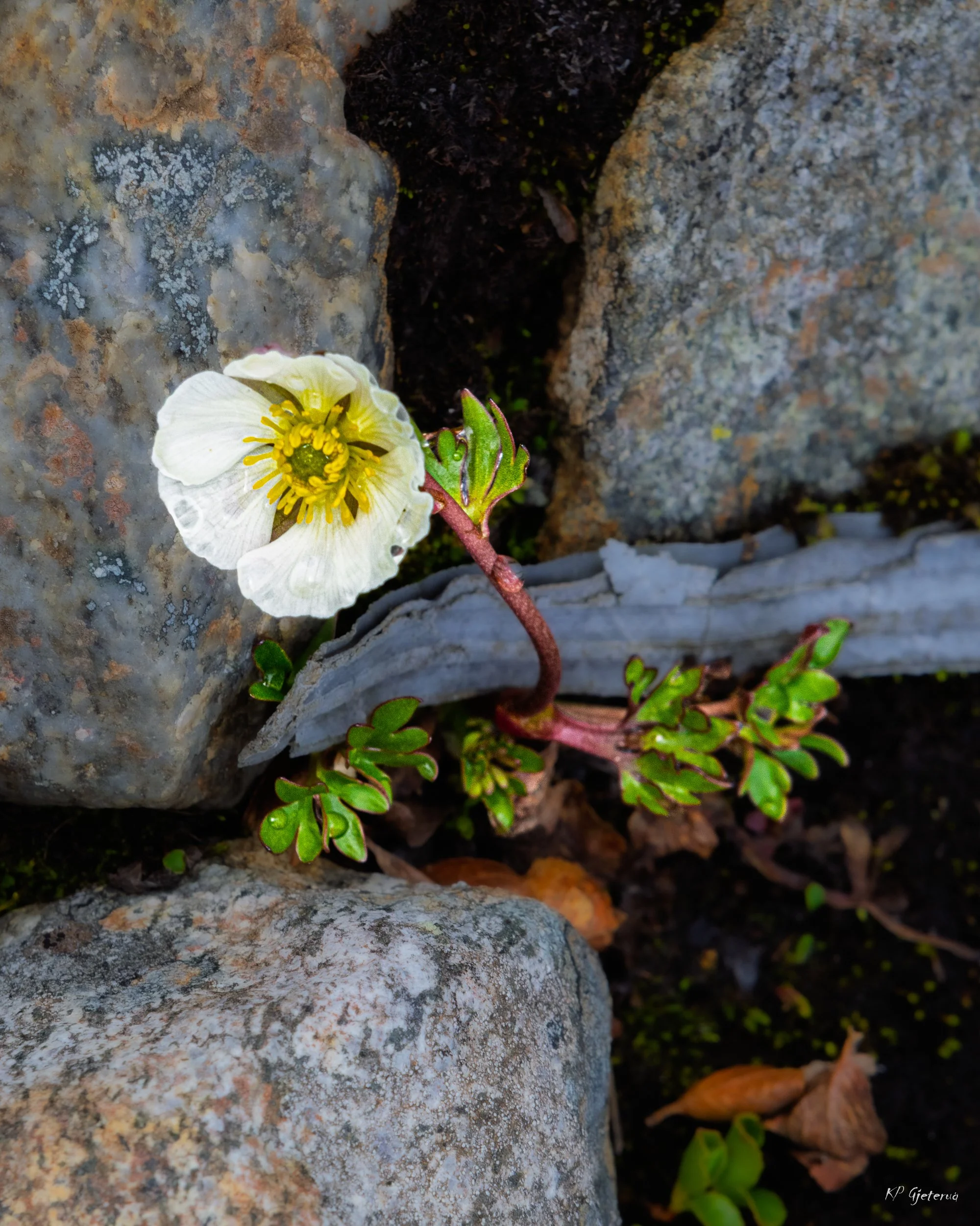 Tyinholmen flowers juni 2026-5.jpg