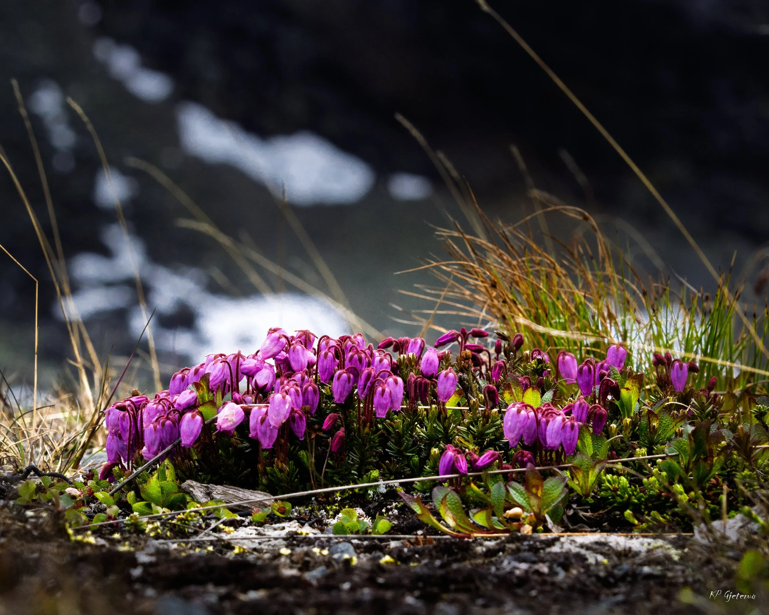 Tyinholmen flowers juni 2026-6.jpg