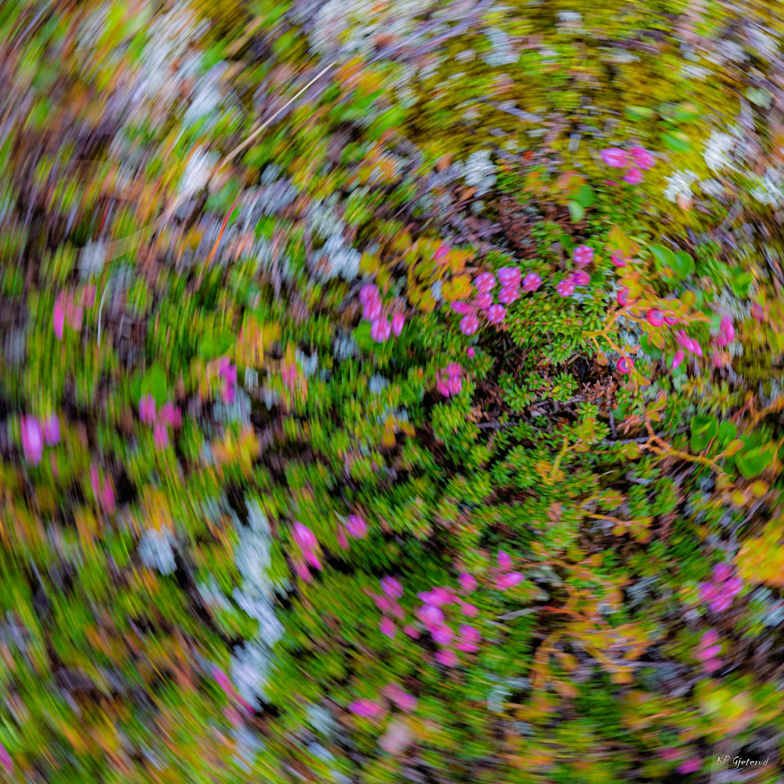 Tyinholmen flowers juni 2026-8.jpg