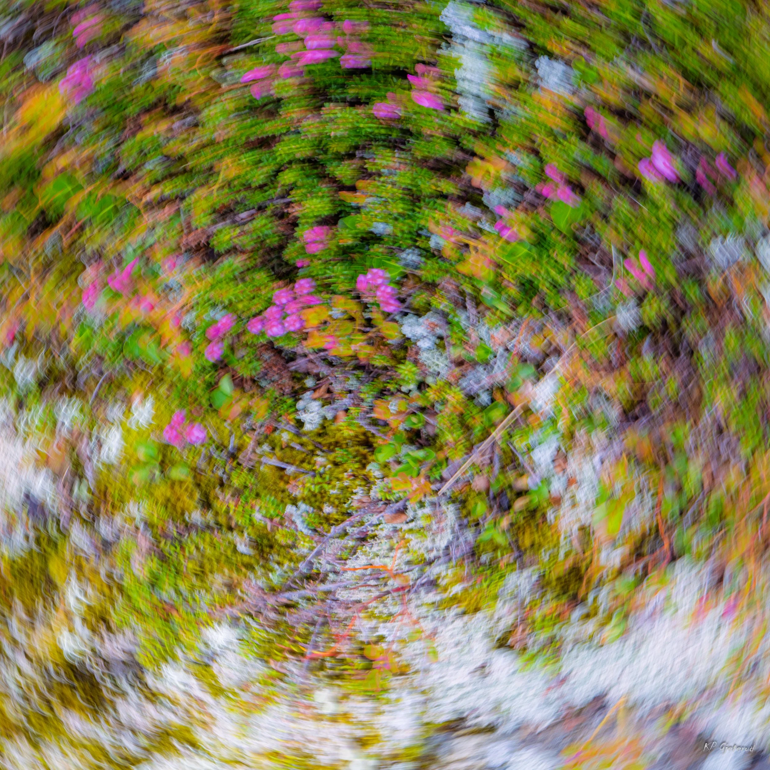 Tyinholmen flowers juni 2026-9.jpg