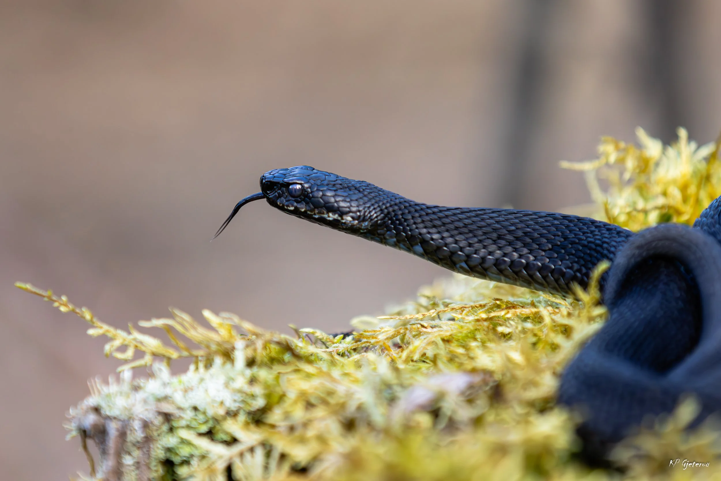 European Adder