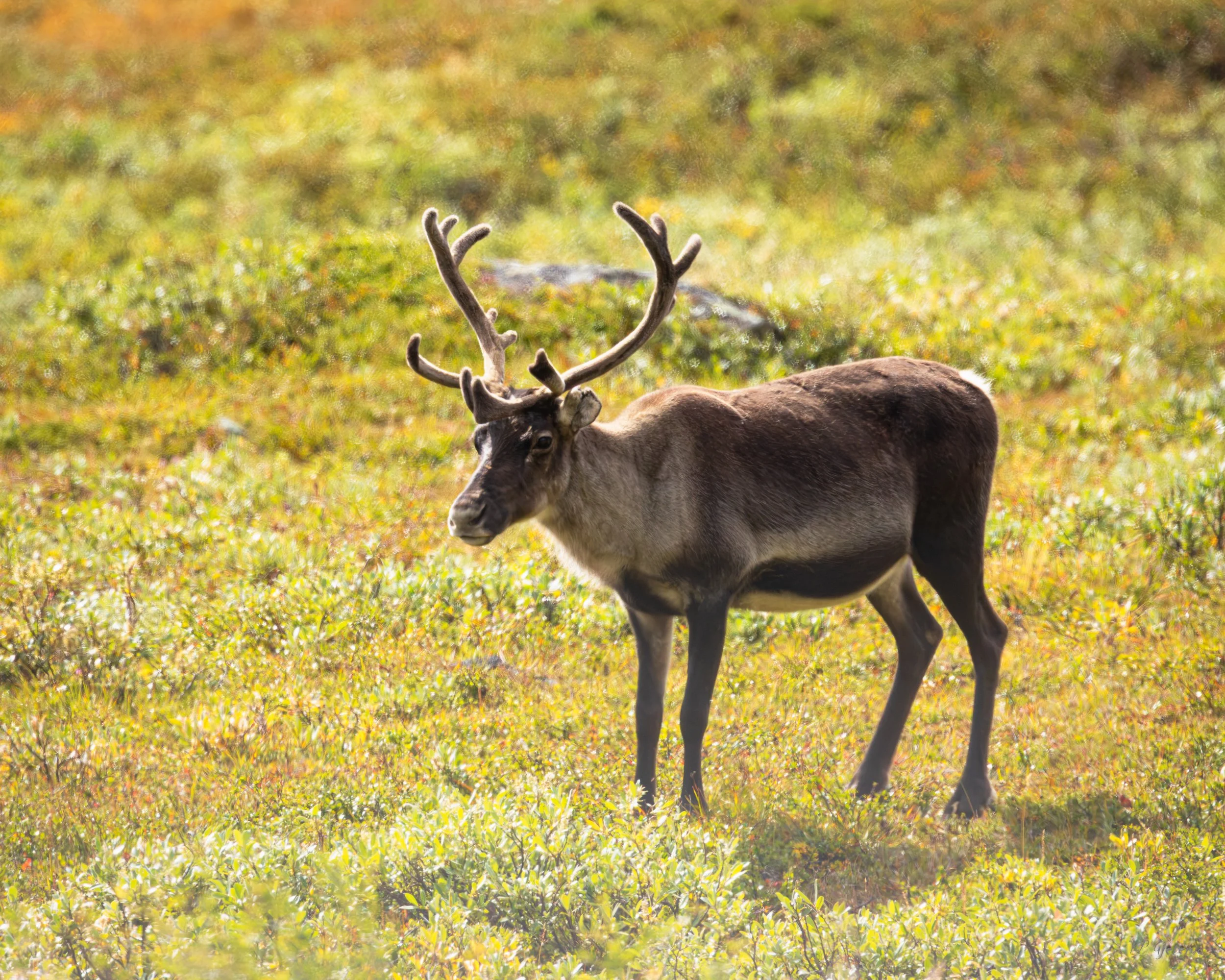 Jotunheimen august 2026-74.jpg