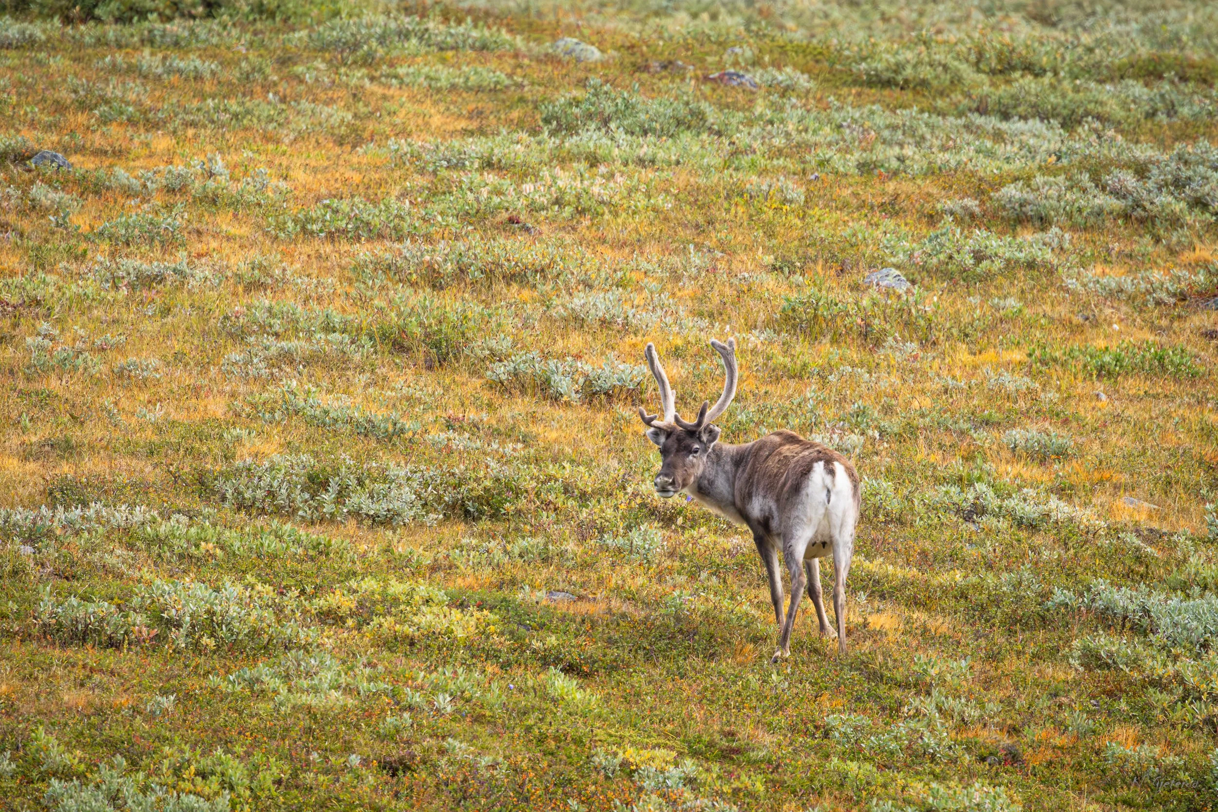 Jotunheimen august 2026-66.jpg