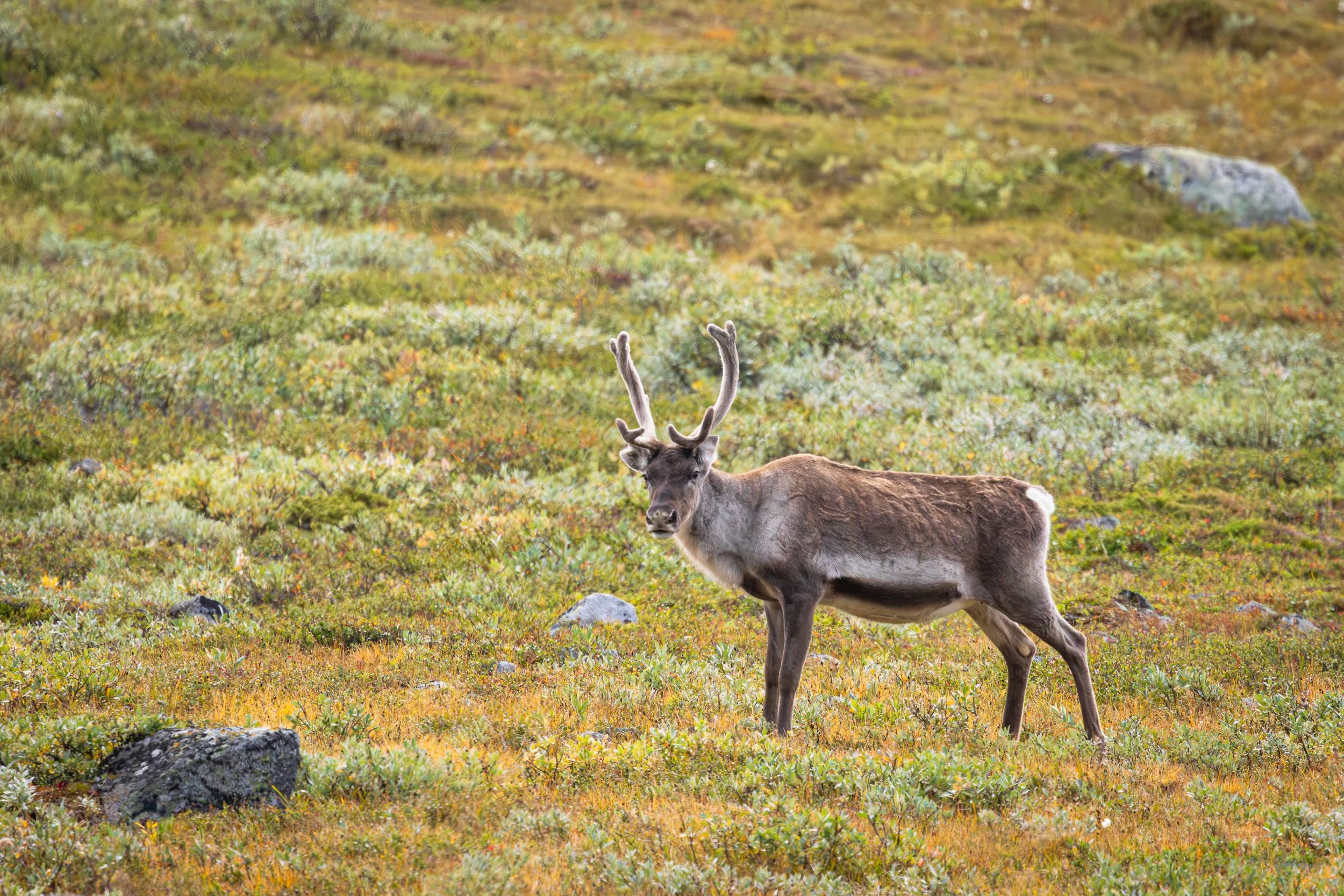 Jotunheimen august 2026-67.jpg