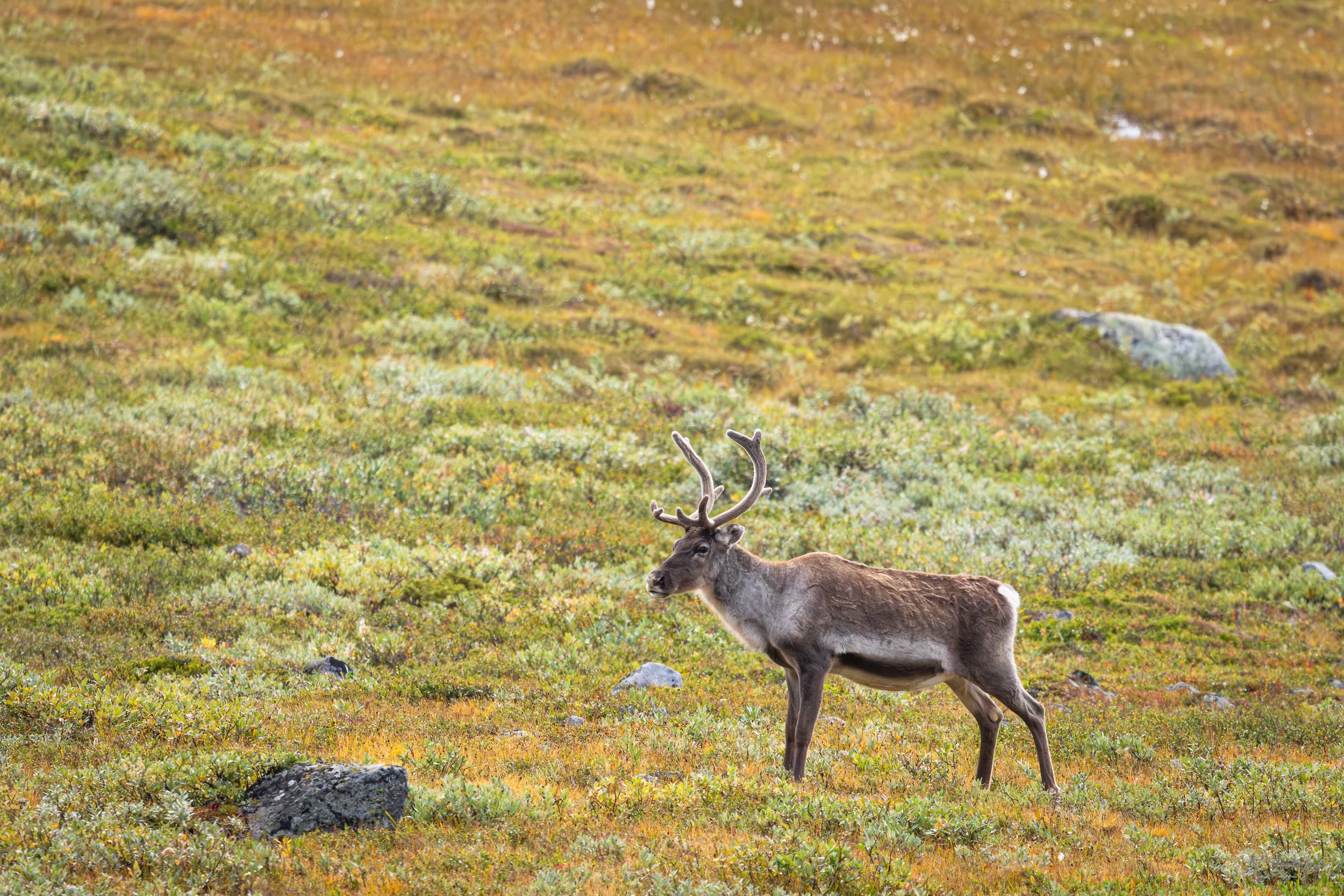 Jotunheimen august 2026-68.jpg