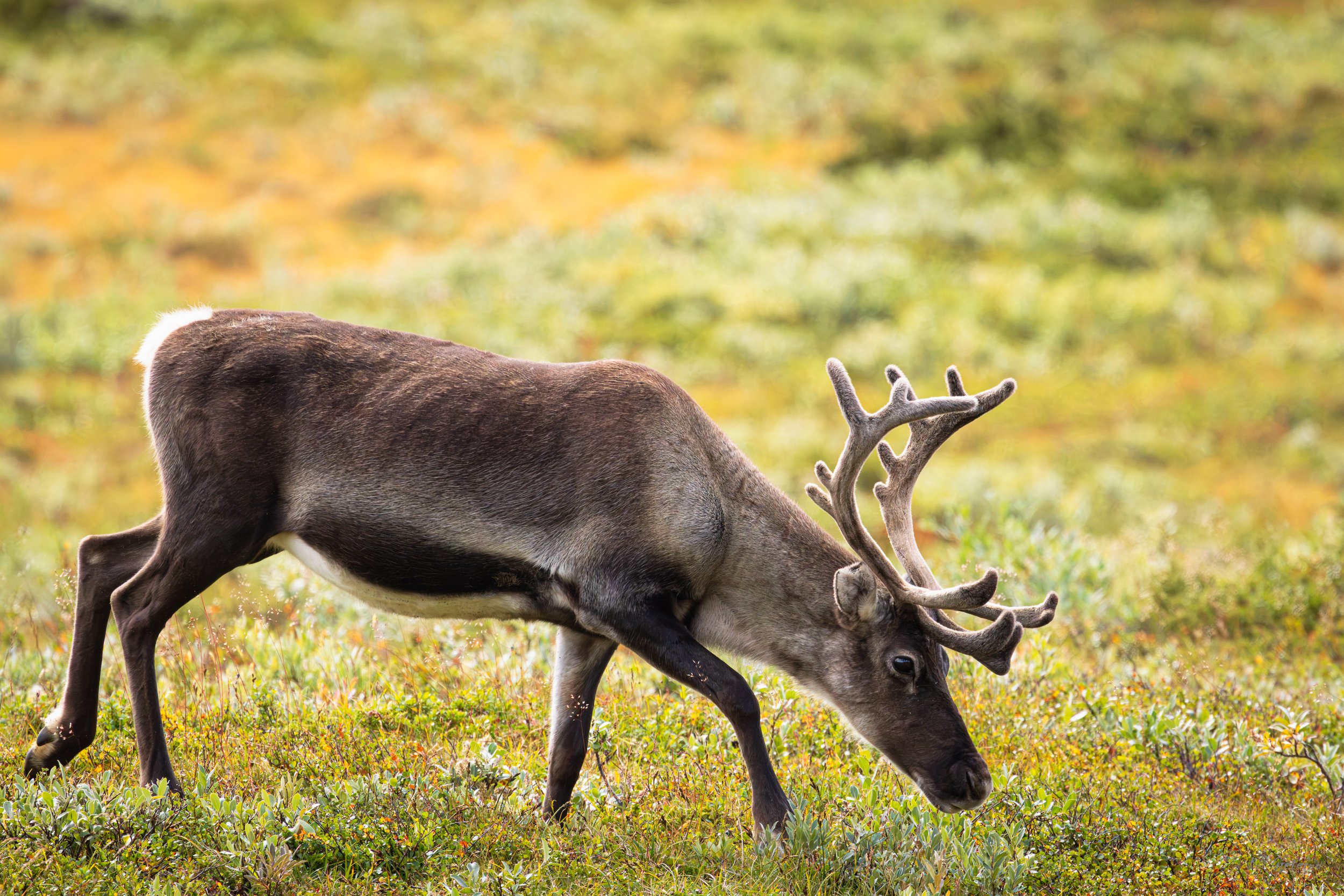 Jotunheimen august 2026-69.jpg