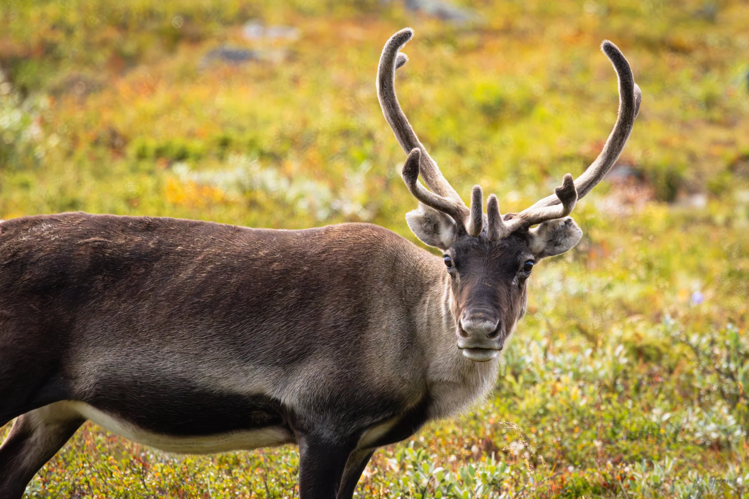 Jotunheimen august 2026-70.jpg