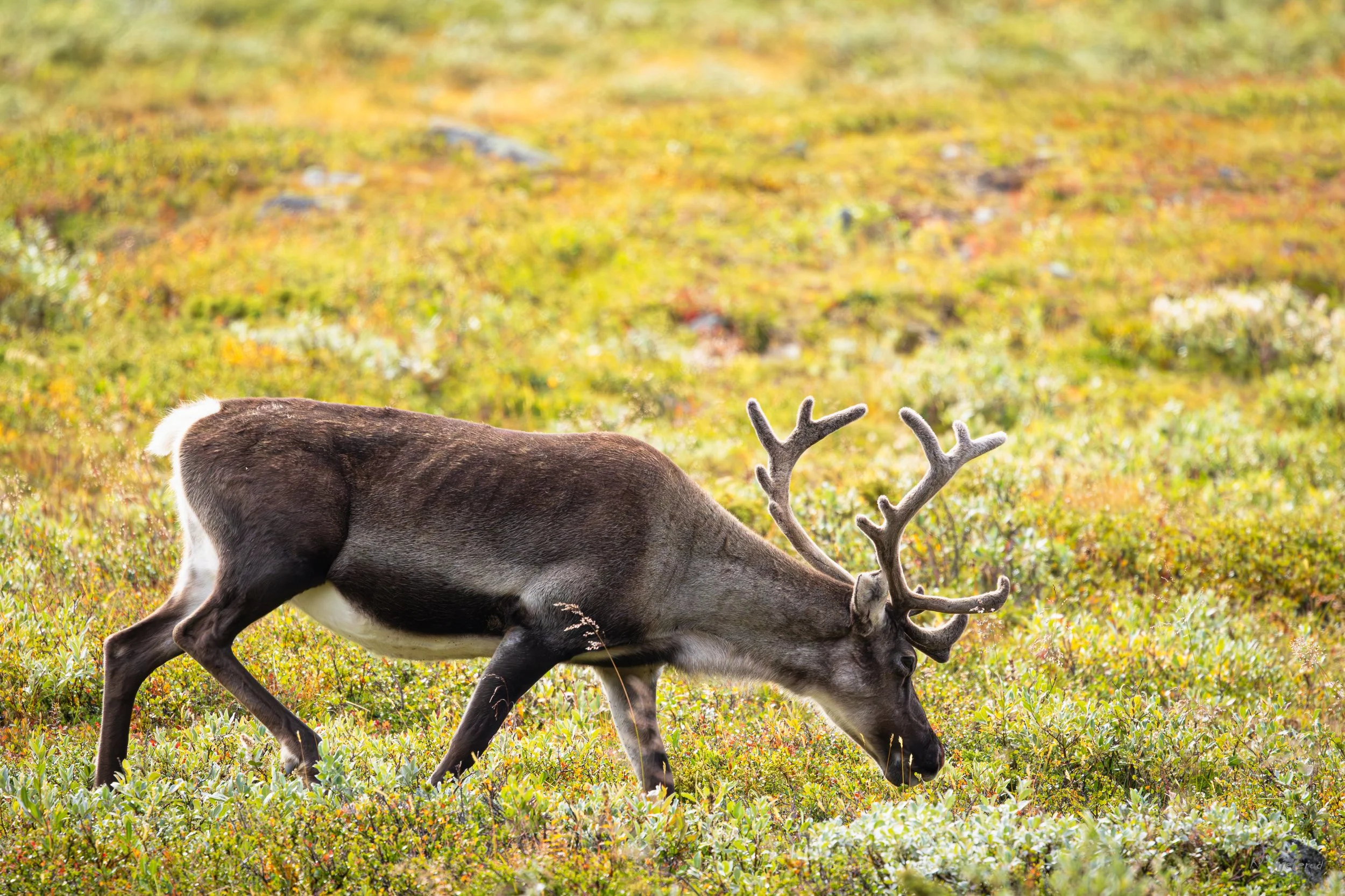 Jotunheimen august 2026-71.jpg
