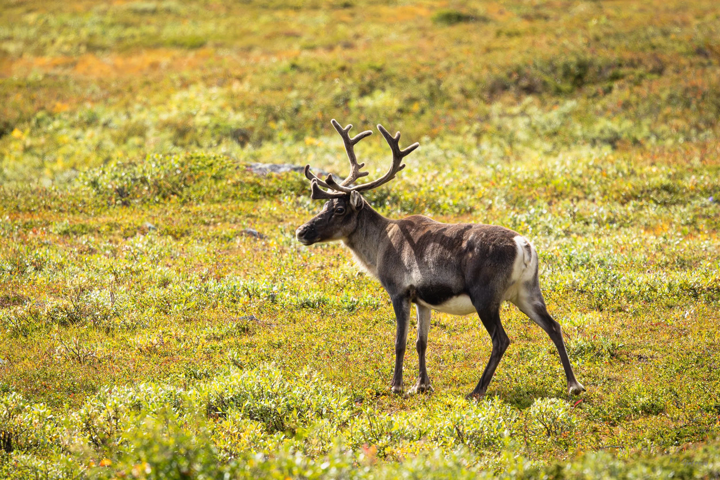 Jotunheimen august 2026-72.jpg