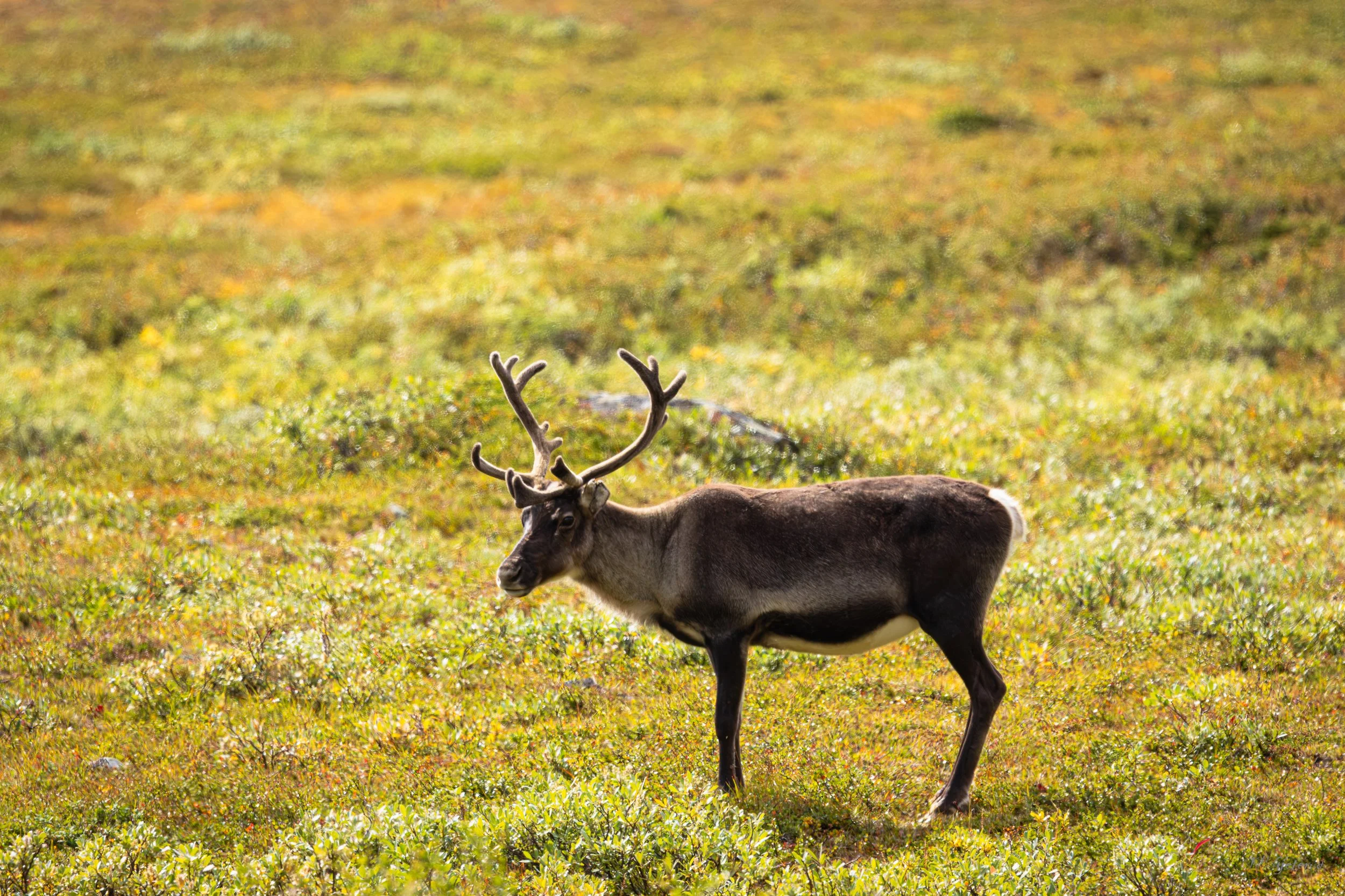 Jotunheimen august 2026-73.jpg