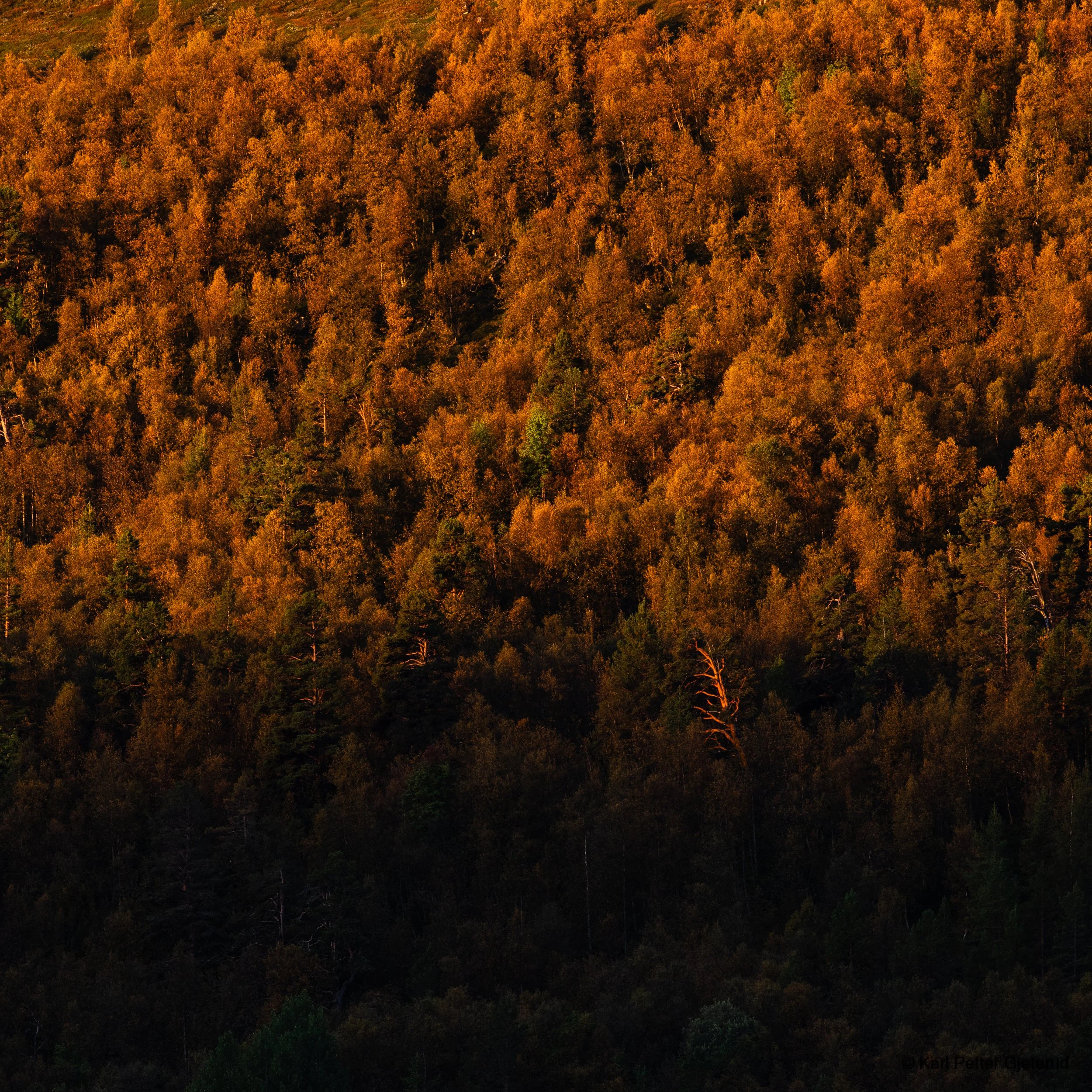Lemonsjøen 2024-20.jpg