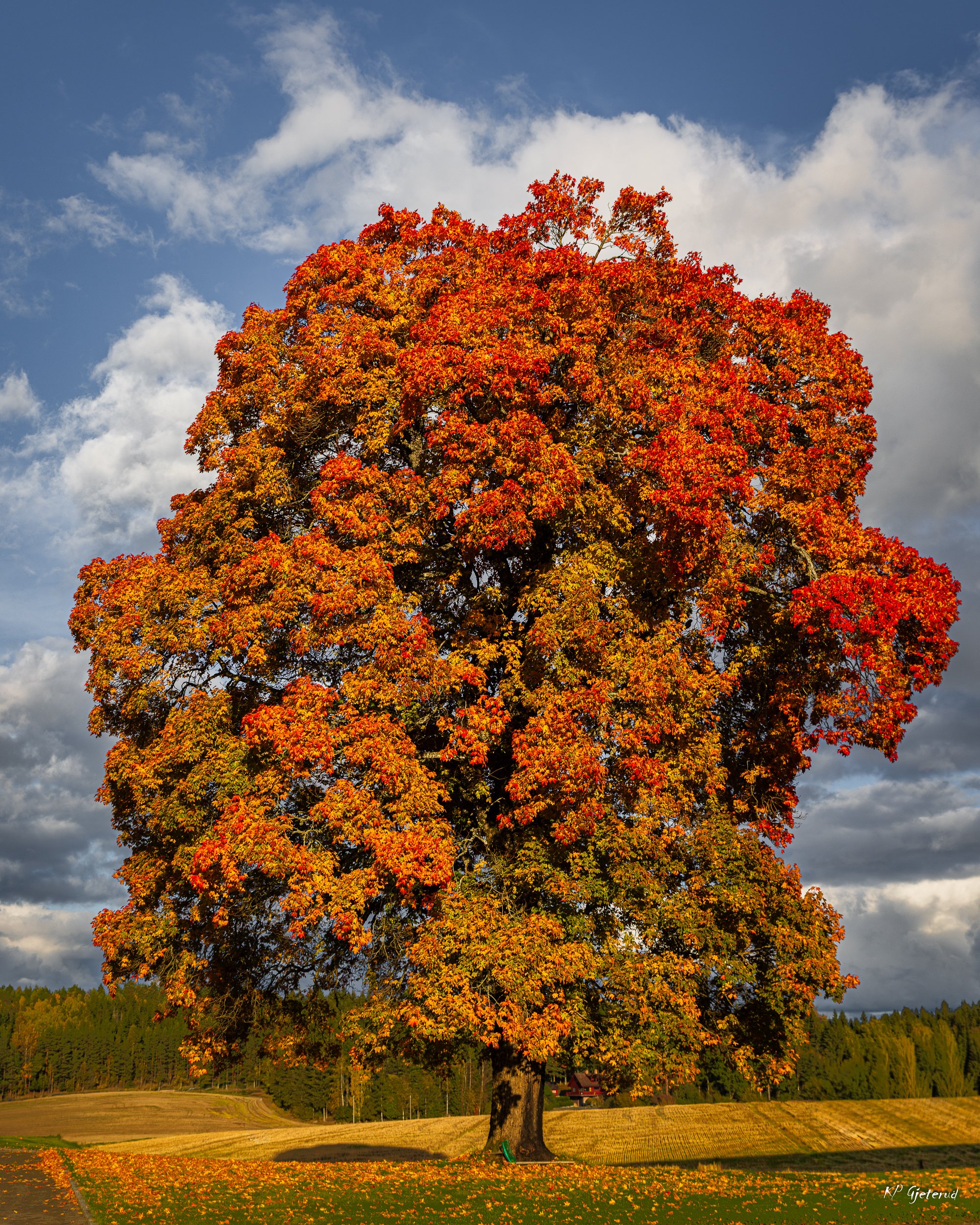 Indre Østfold okt 25-3.jpg