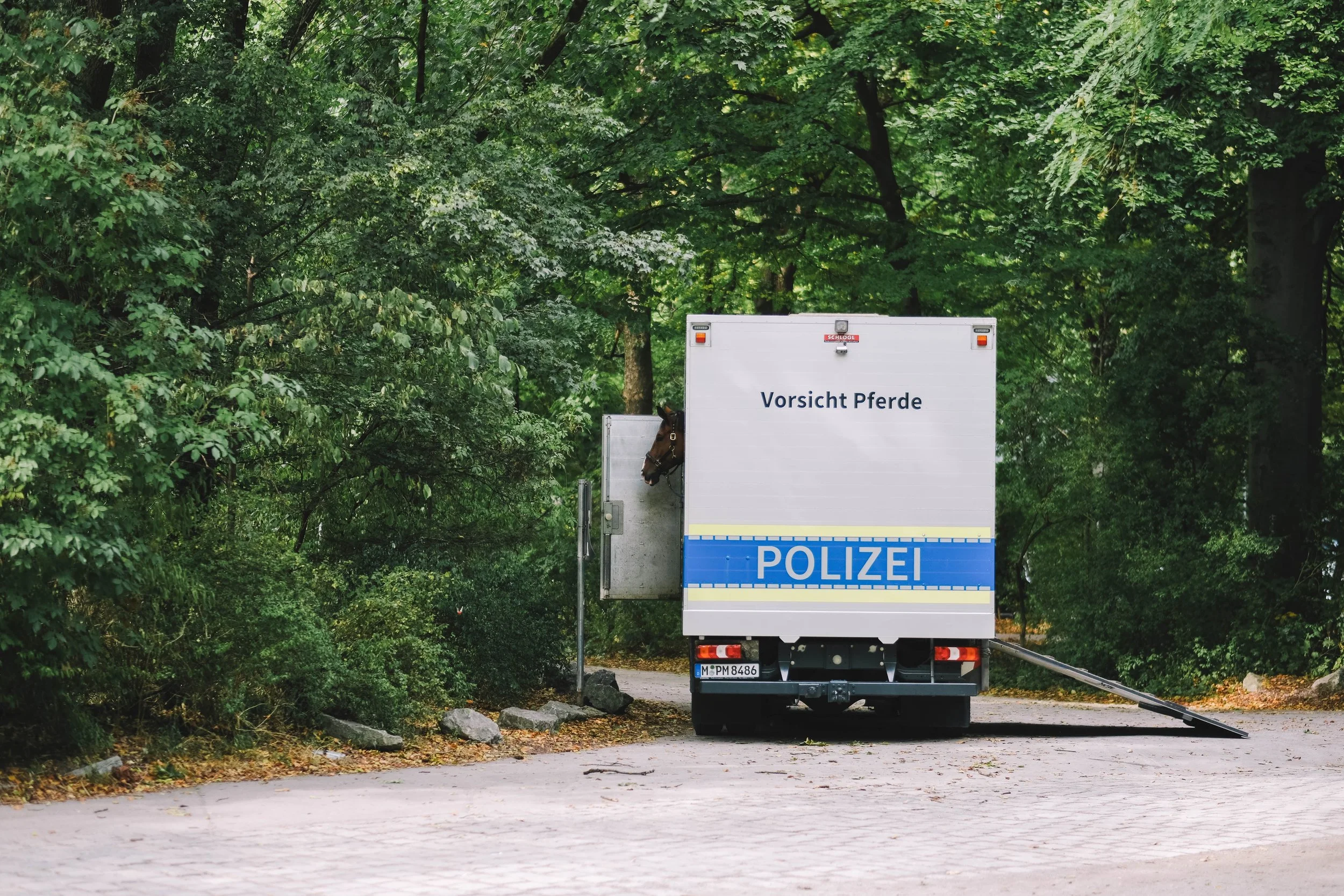 Police horse transport truck in a wooded area with a horse head peeking out.