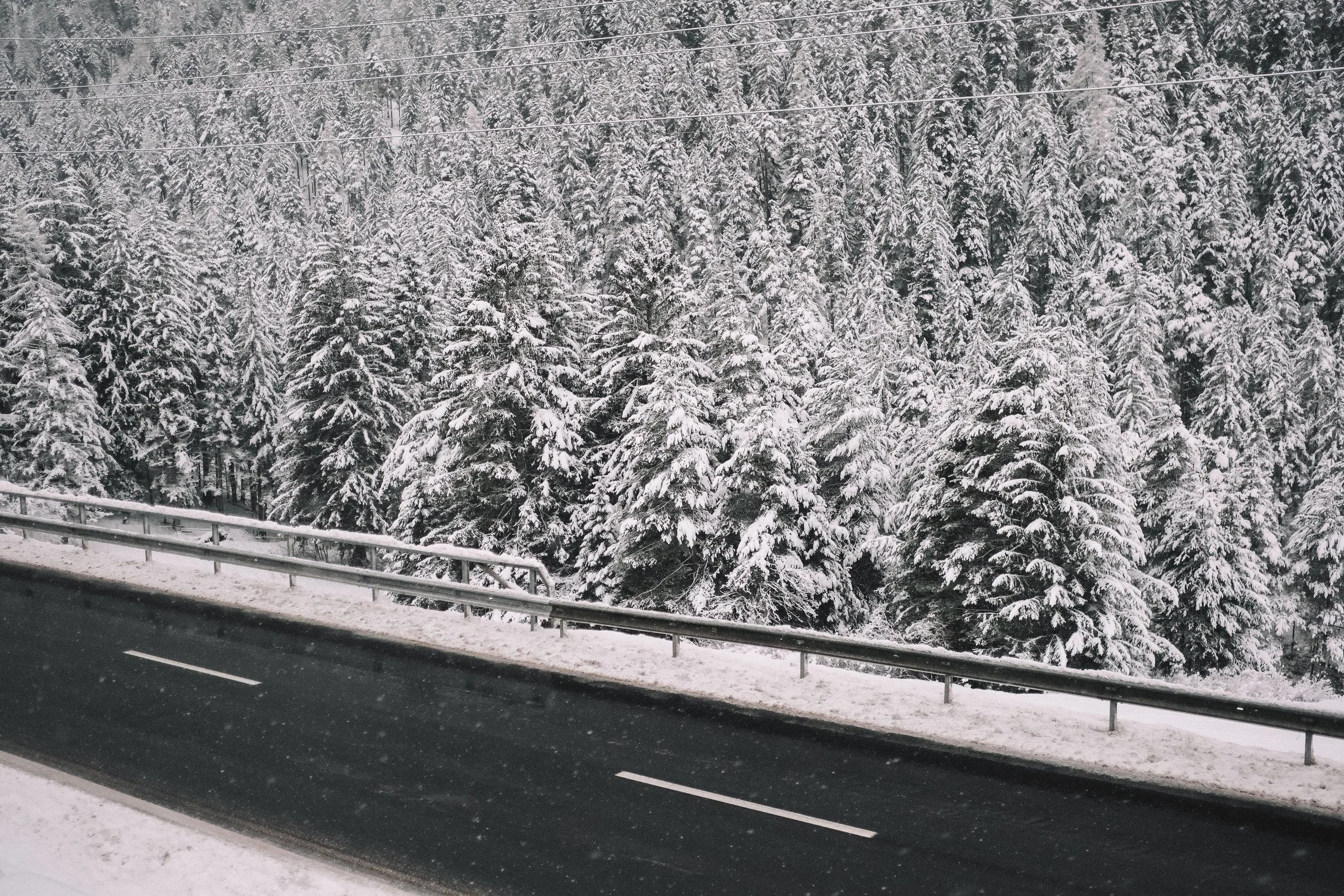 Snow-covered forest with a road and metal railing in the foreground.