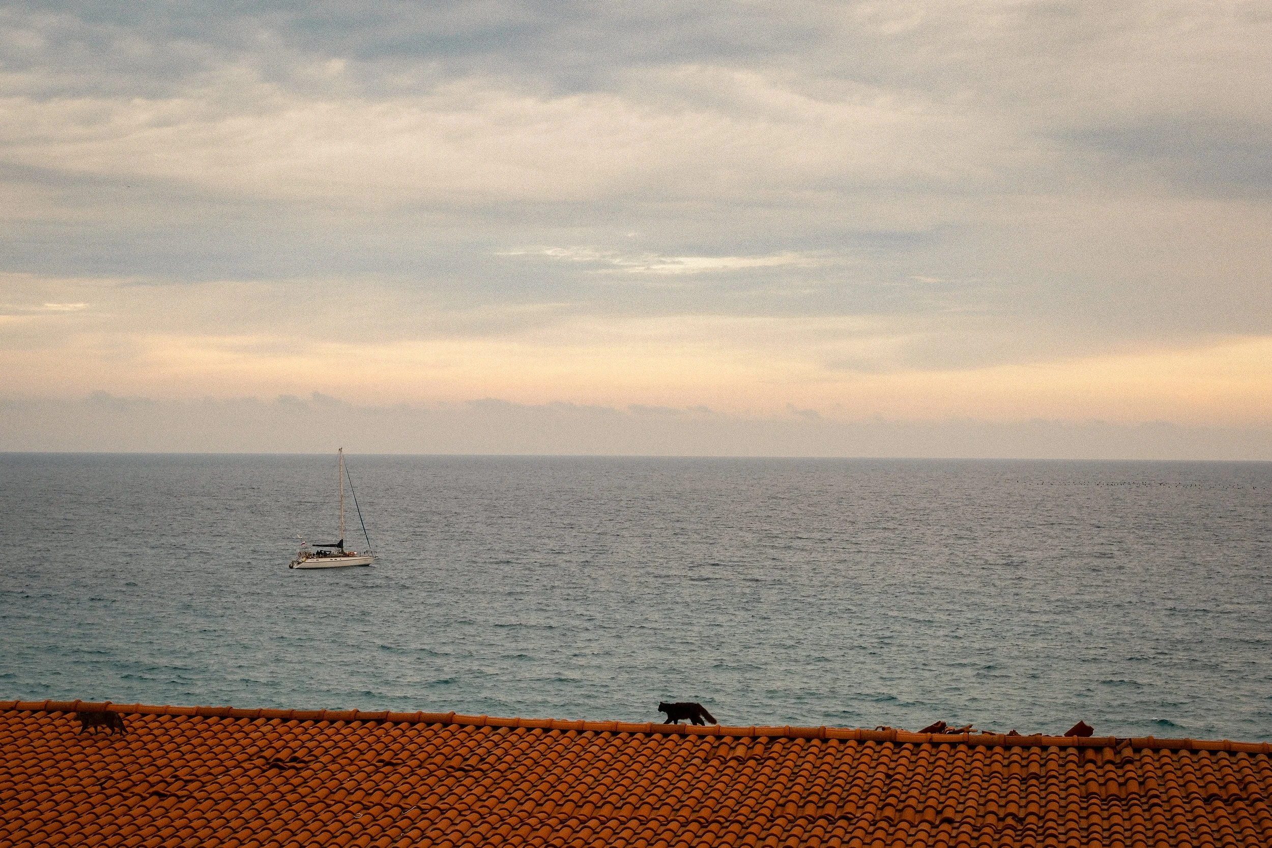 View of a sailboat on the ocean under a cloudy sky, seen from a balcony with terracotta roof tiles and two dogs walking along the edge.