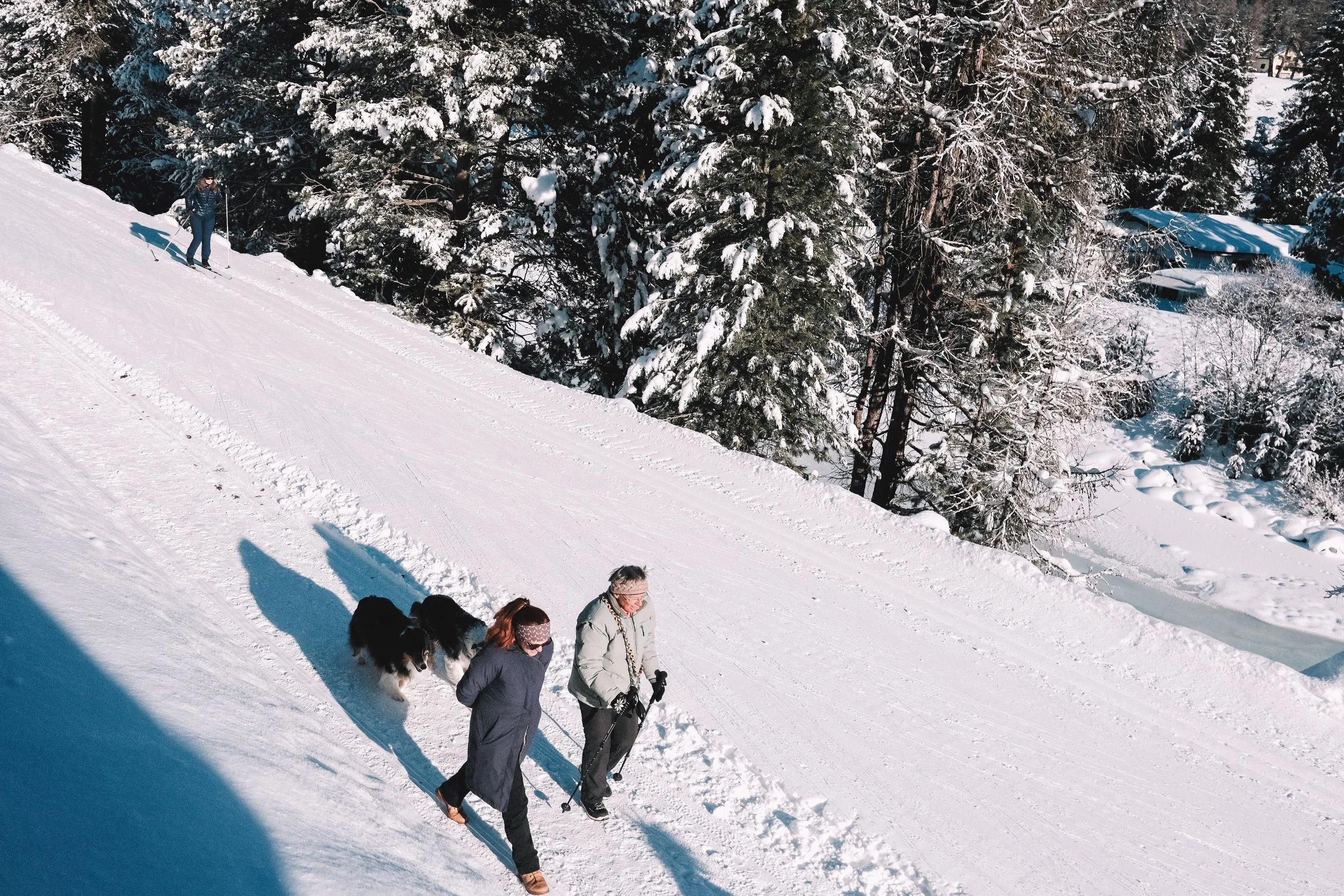 Two people walking with two dogs on a snowy trail beside a forest.