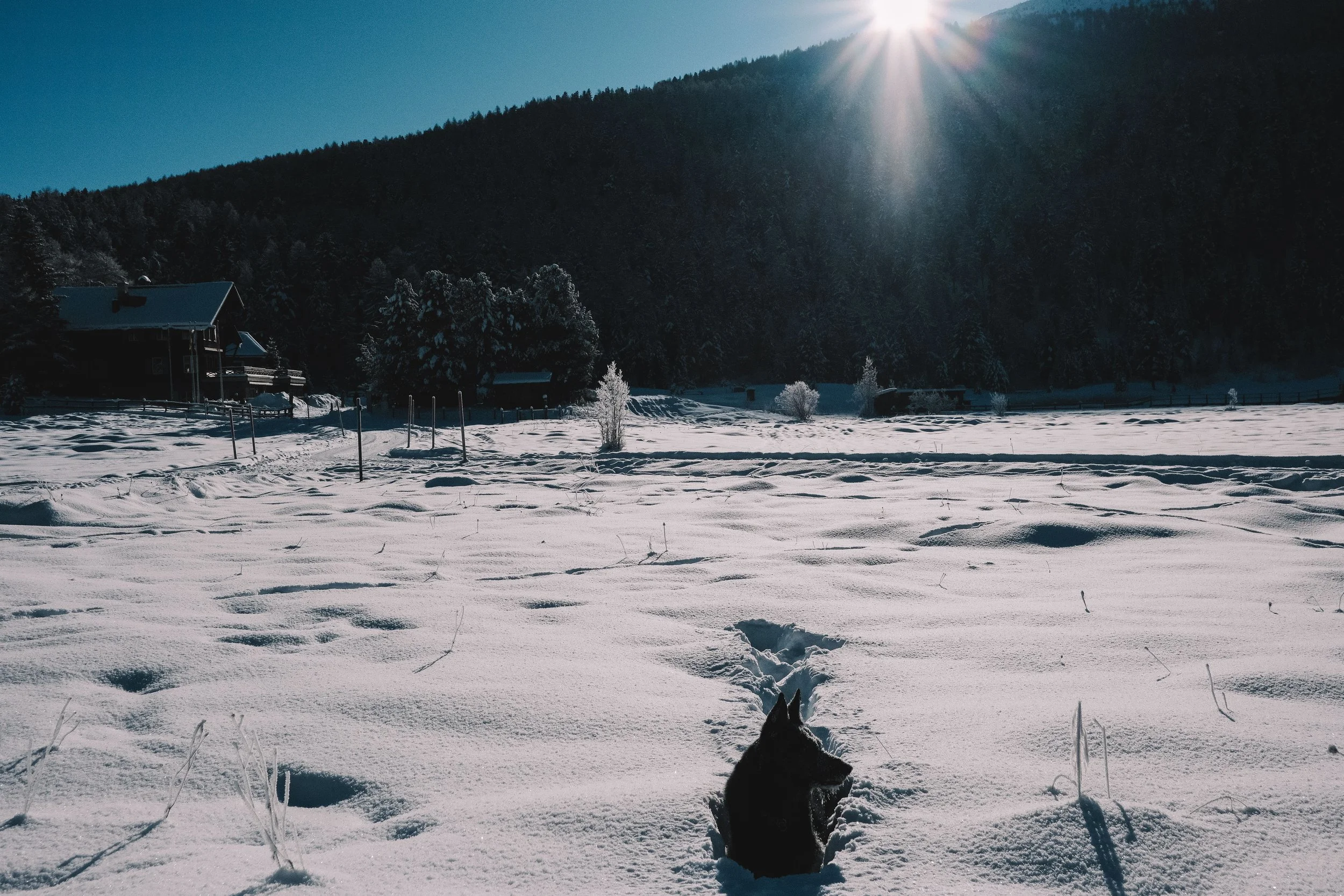 A snowy field with a dog lying down, surrounded by a forested hill and a cabin. The sun is shining brightly in a clear sky.