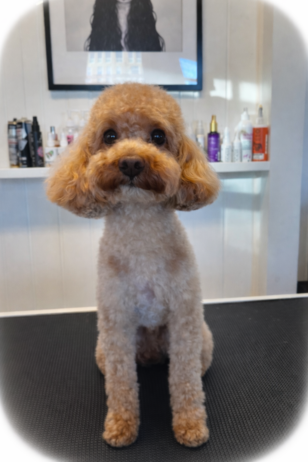 Mini poodle groomed