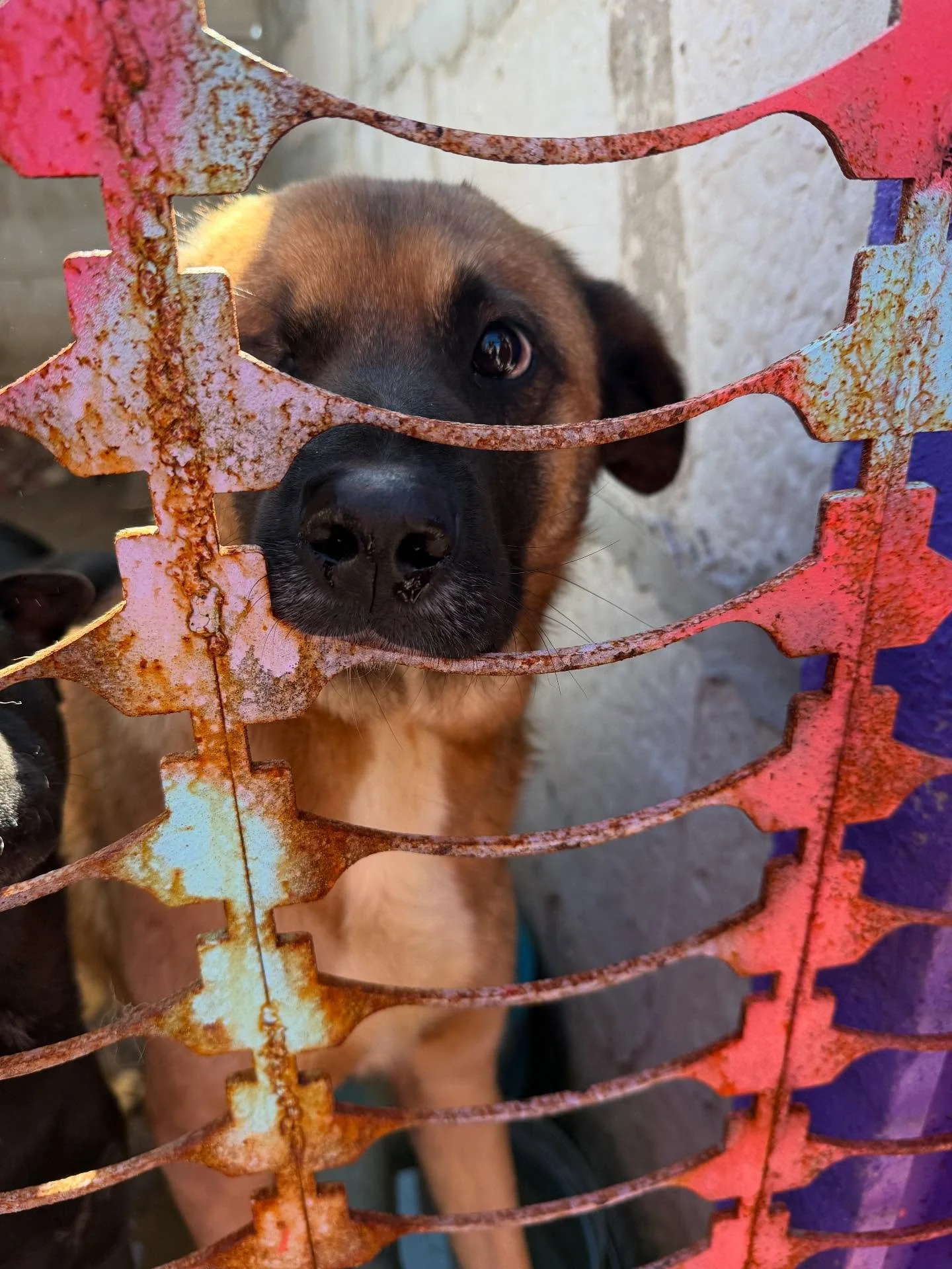 Today we sent funds to one of the shelters we support: 280,000 AR$ / 186 &euro; for dog food.

Please consider helping &mdash; we can&rsquo;t stop sending support for these pups 🙏🏽🐕&zwj;🦺

🐶Visit the link in our BIO
🐶PayPal: FosterMeDog
🐶From 