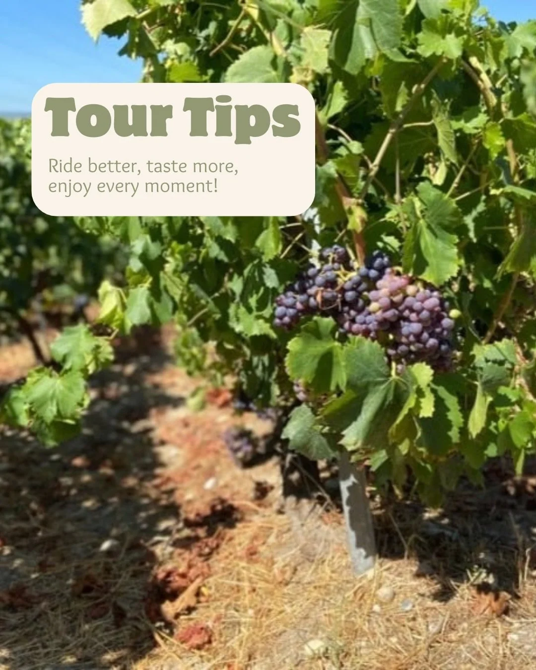 Some souvenirs are simply too good to leave behind.
When packing for your trip, remember to leave a little extra space in your luggage. You may want to bring home a delicious taste of France from the vineyard where we&rsquo;ll be doing our tasting.

