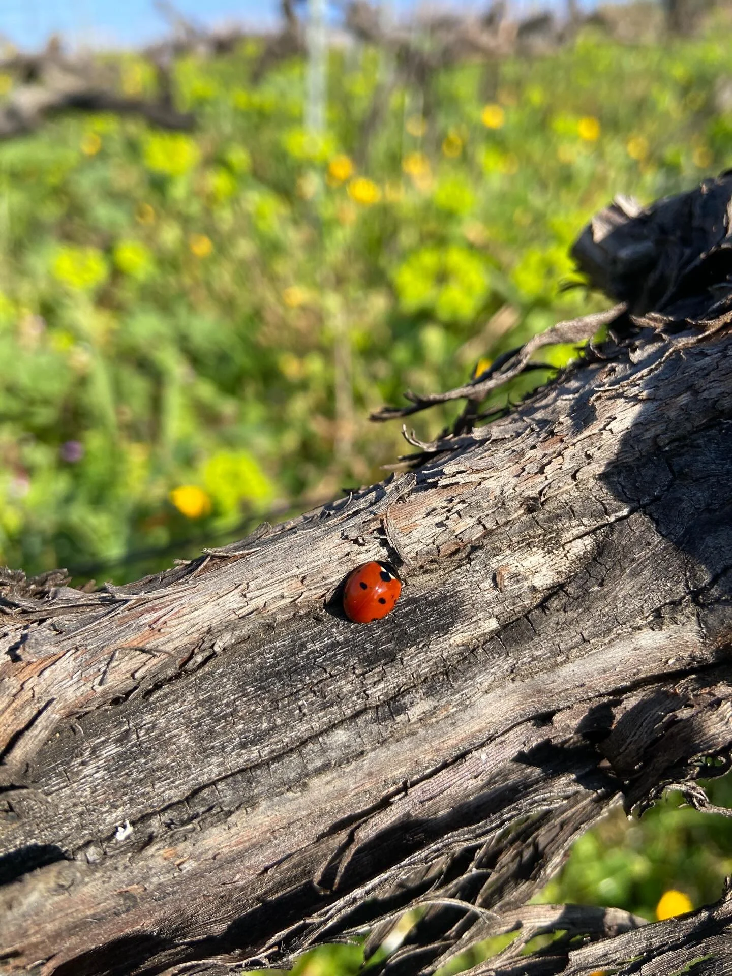 Picture 1- Meet the vineyard&rsquo;s tiny bodyguards 🐞
Ladybugs protect the vines by eating aphids and other pests 🕷️&mdash; up to 50 a day! 🌿 Thanks to them, nature helps us grow healthier grapes and better wine. 🍷✨
Small insect. Big job.

Pictu