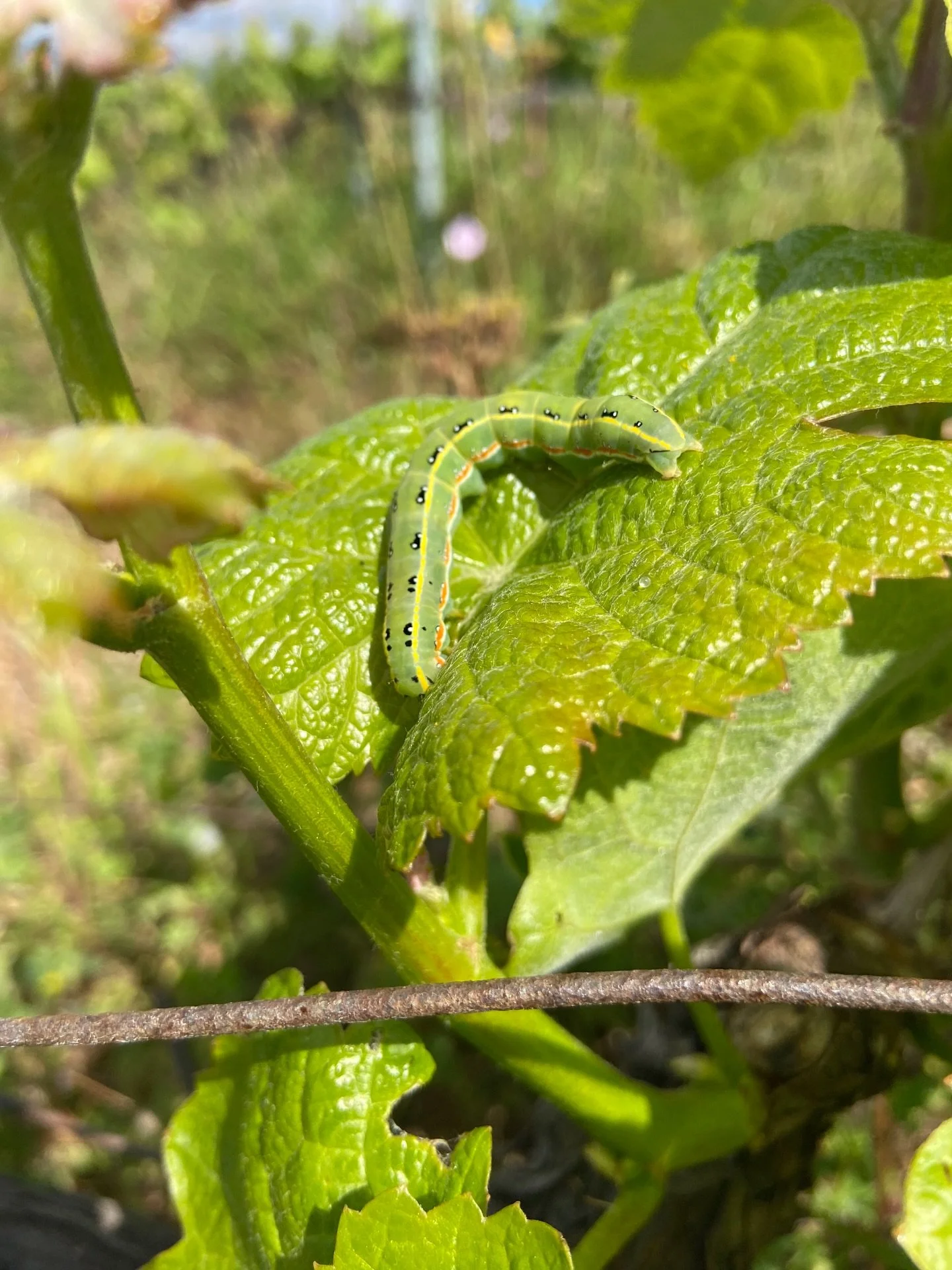 Tiny coworkers on the vineyard shift 🐌🐛🐞the real guardians of the vines doing their quiet, essential work beneath the leaves. #BikeAndWine #NiceFrance #FrenchRiviera #WineTour #ExploreNice