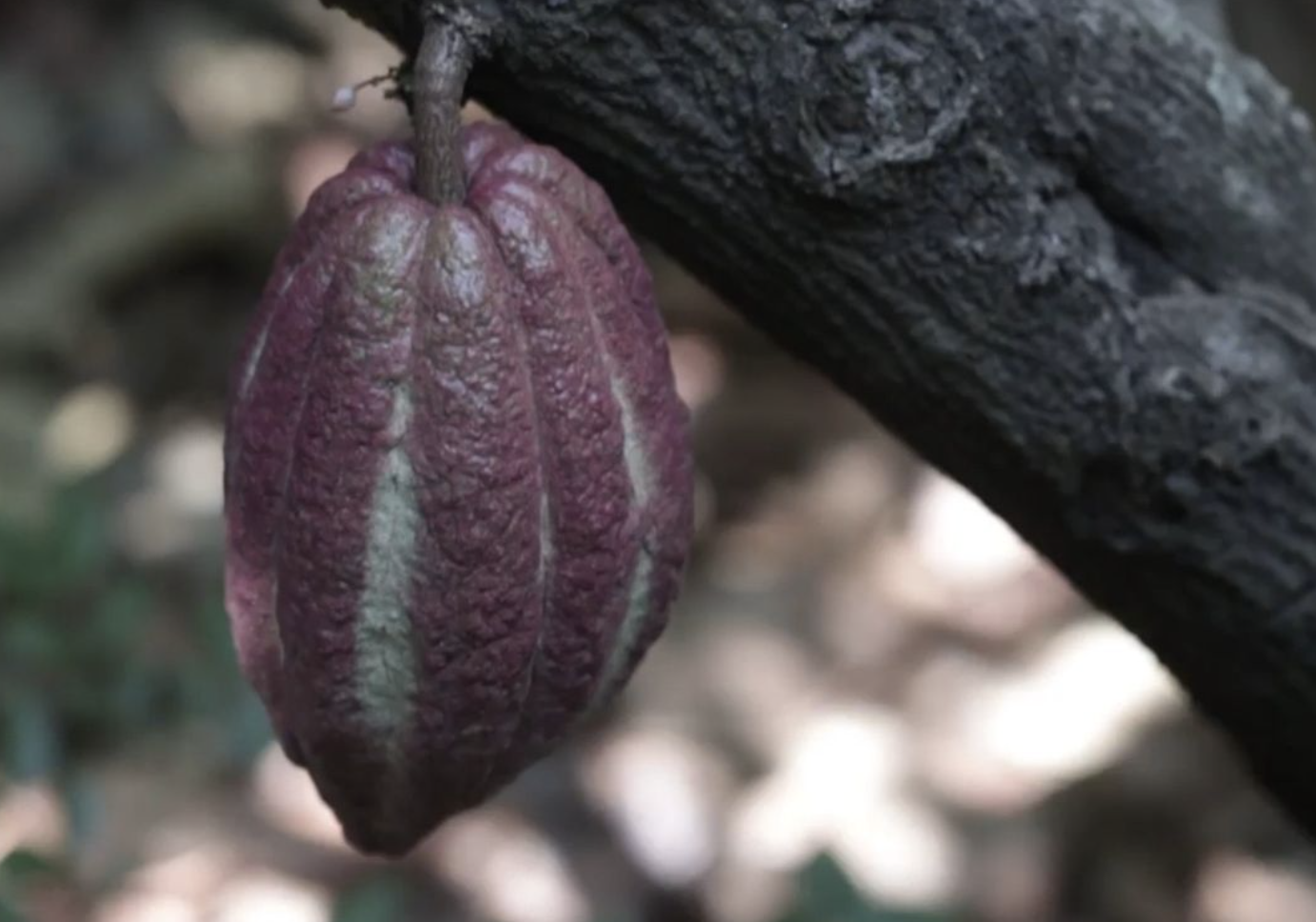 Cacao 4