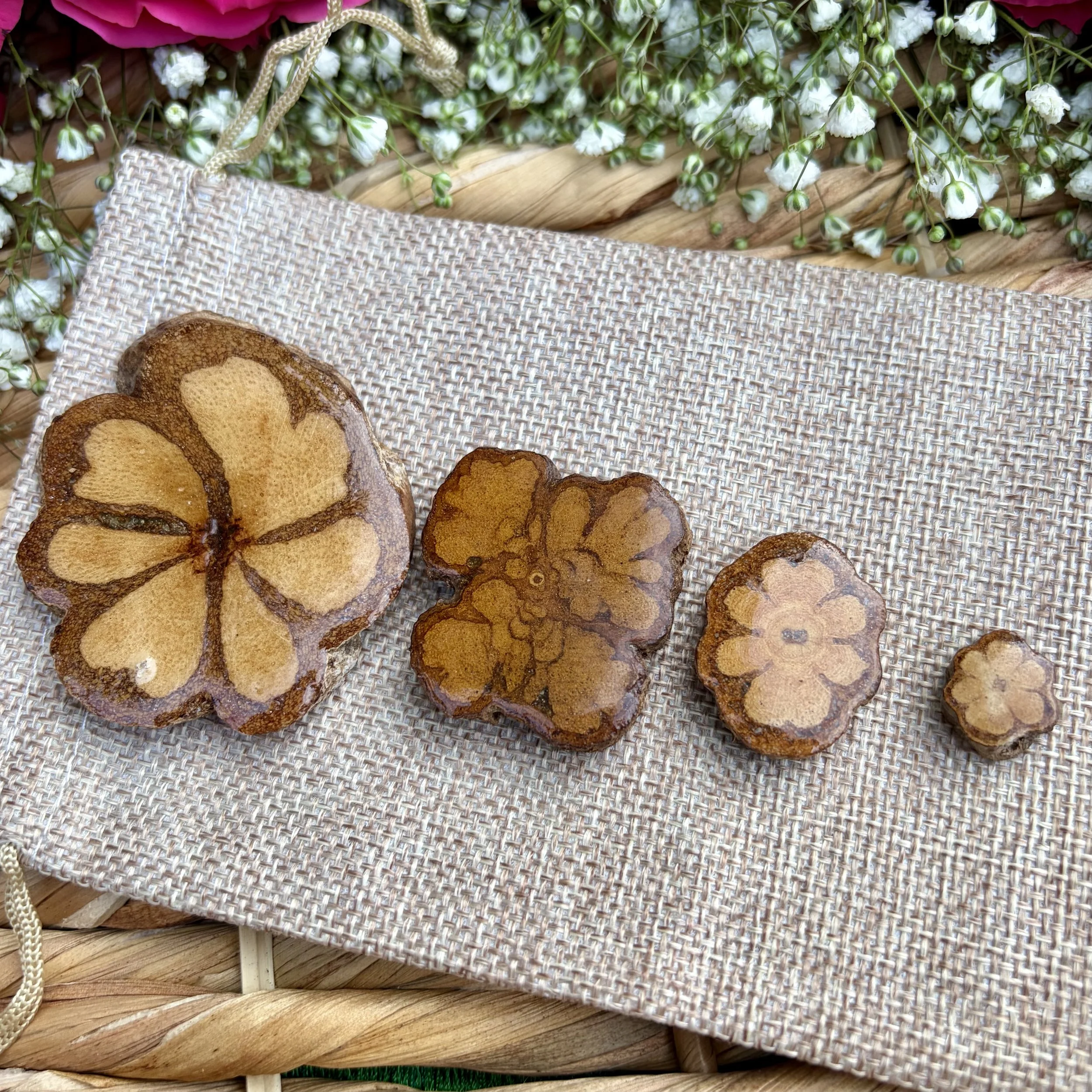 Sacred Ayah Vine Altar Pieces - Large, Medium, Small & Tiny!