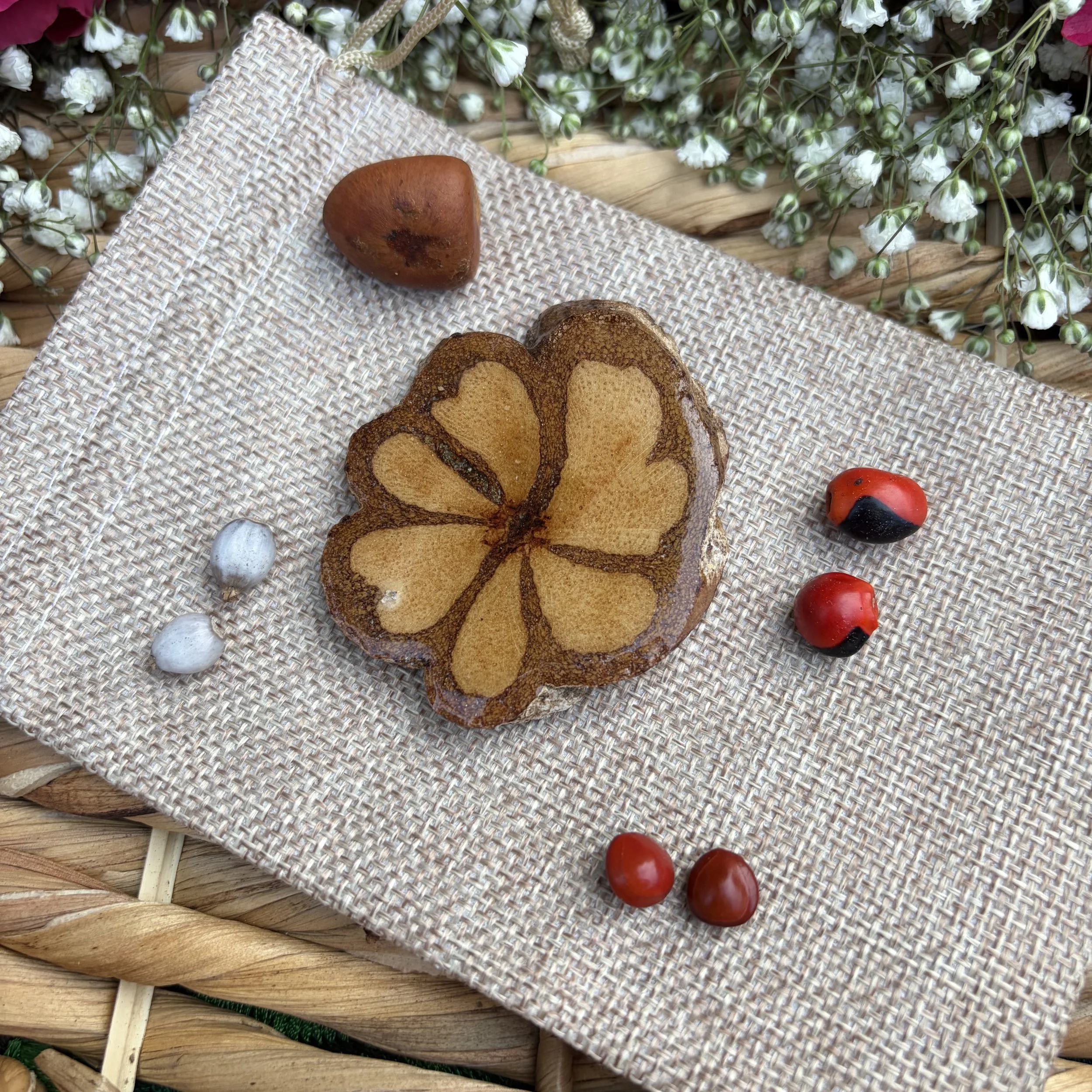 Sacred Ceremonial Amazonian Seeds Set - Ayah Vine, Huayruro Male and Female, La Grima del Virgin, Camalonga