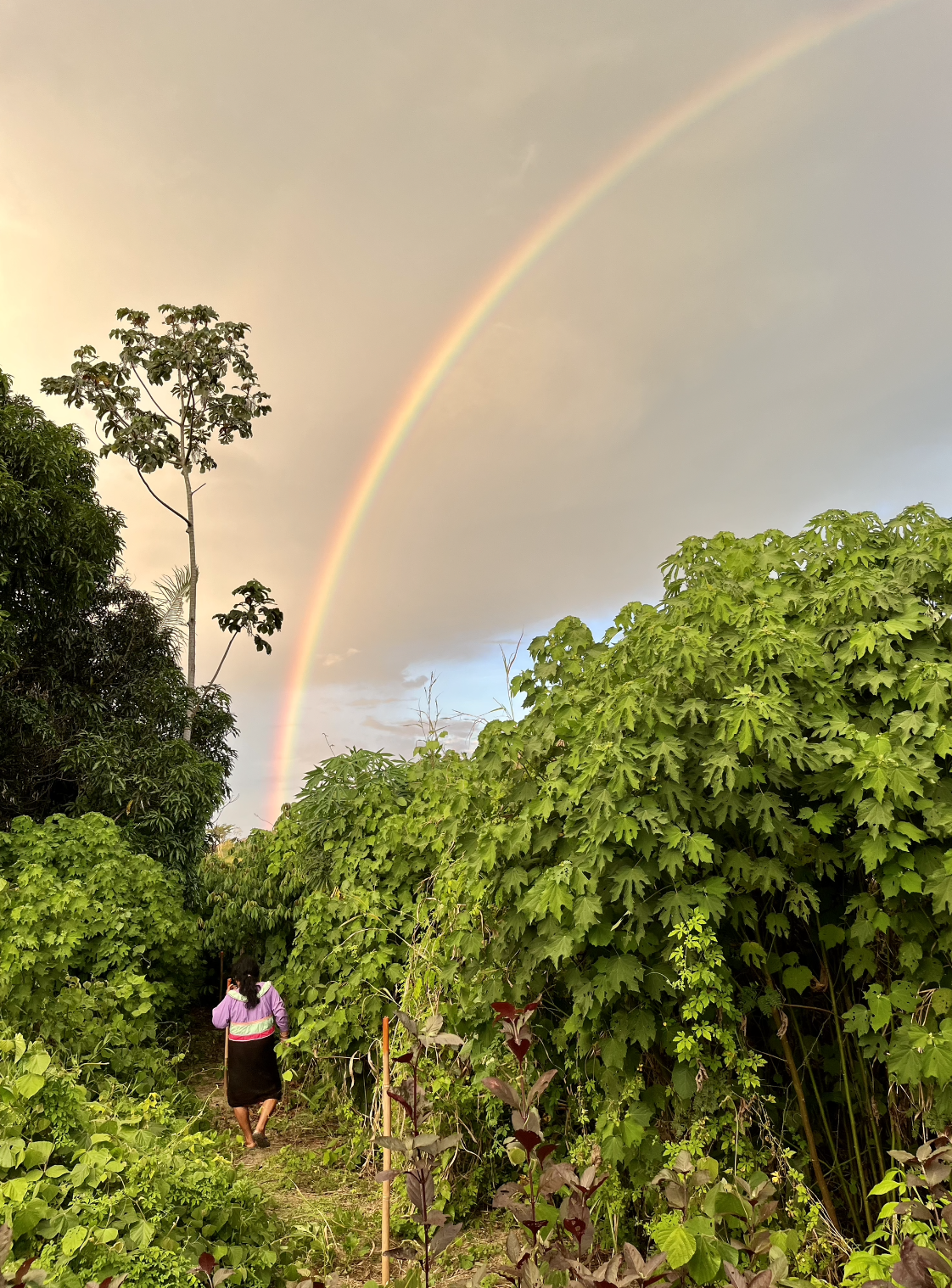 SHIPIBO RAINBOW