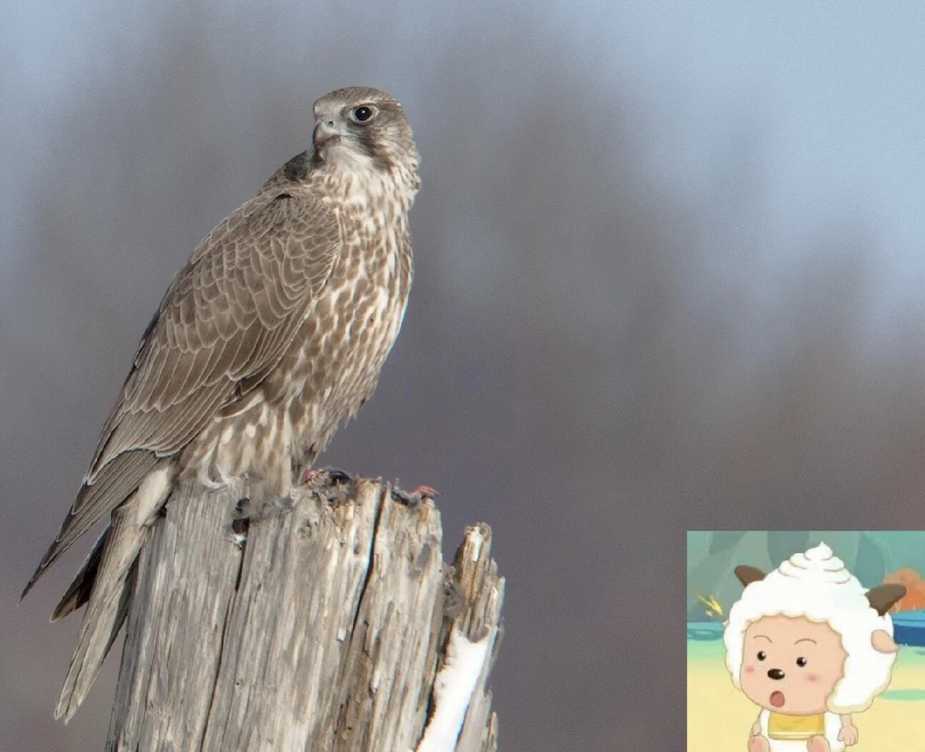 _cgi-bin_mmwebwx-bin_webwxgetmsgimg__&MsgI