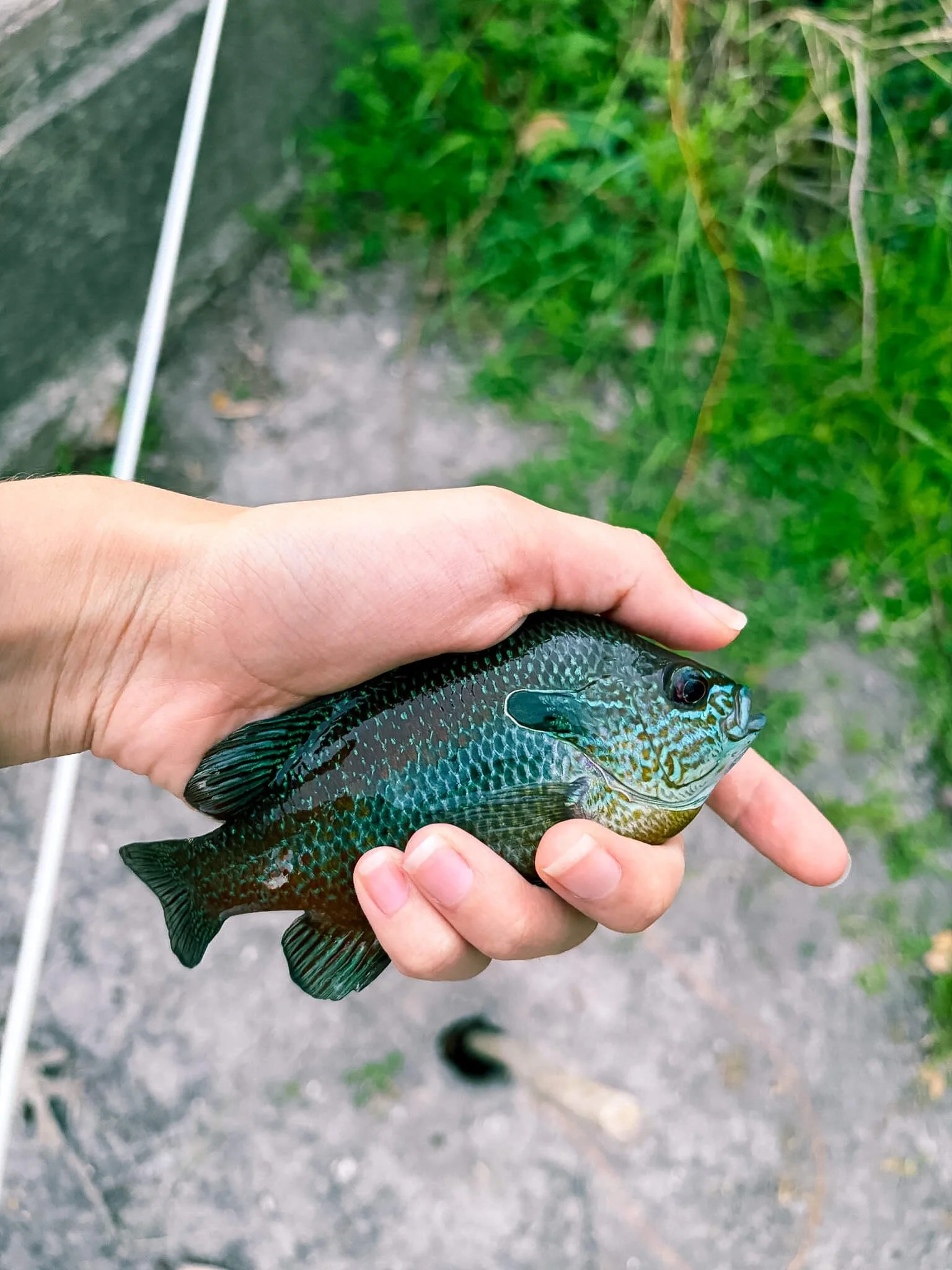 fishing at Lake Pflugerville