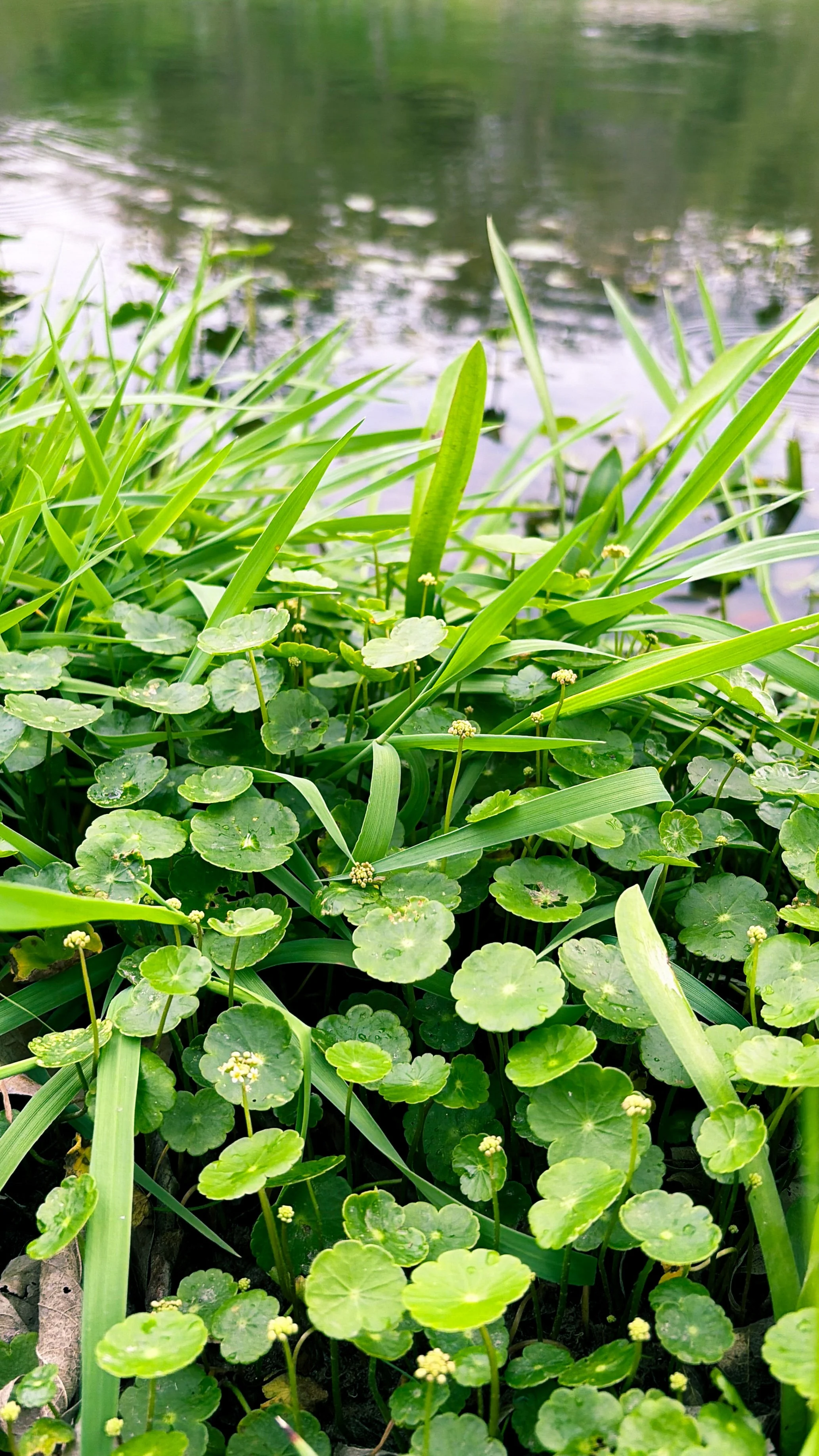 Bohls Park trail Pflugerville