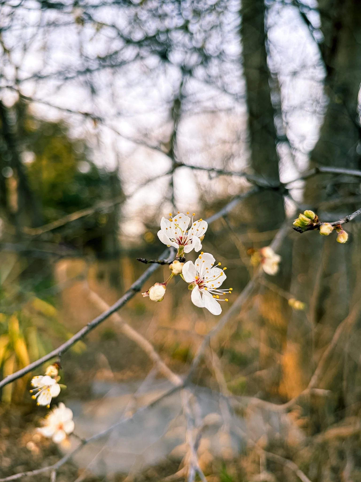 outdoor parks near Austin Texas