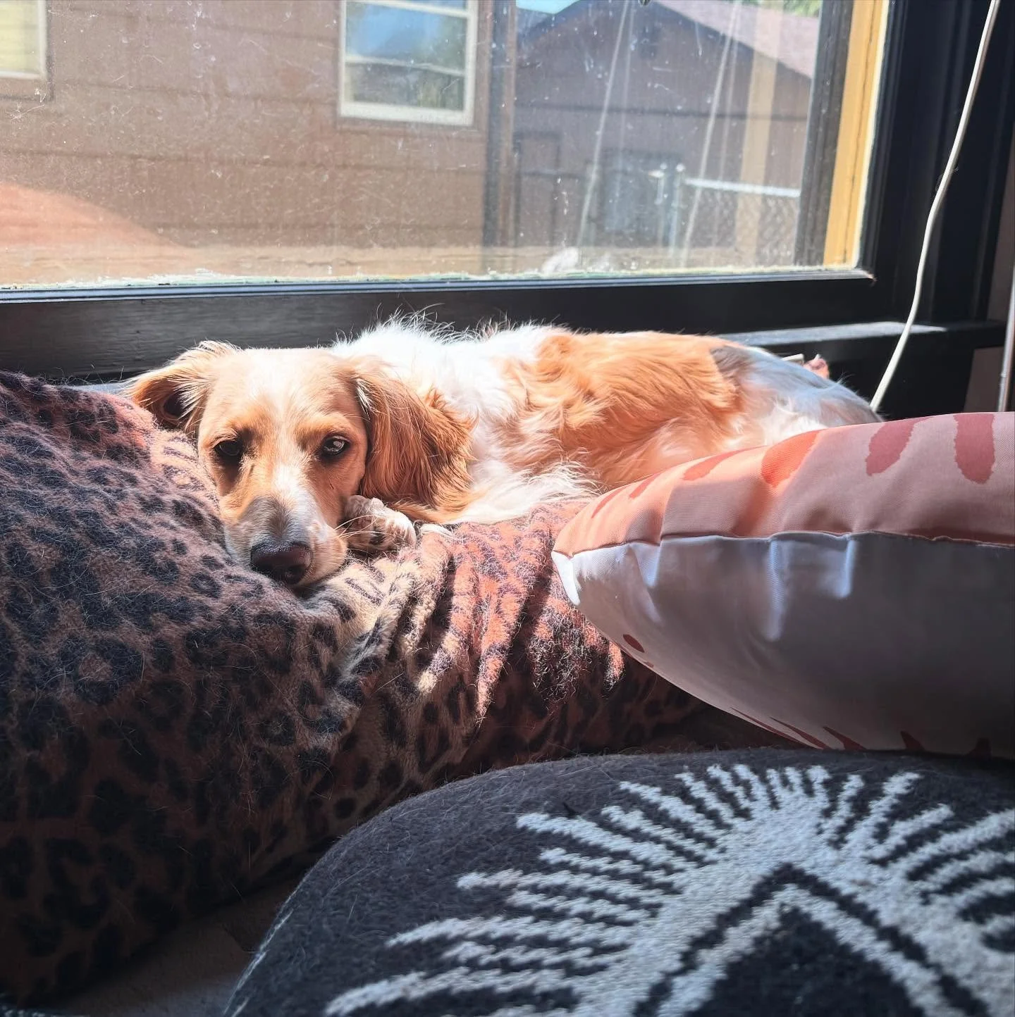 Yesterday was amazing! Tacoma you really showed up and supported us artists! Thanks again to @6thavetacoma for putting on the best Art on the Ave yet! 

Today I am totally wiped out and Merlin here is the vibe. I&rsquo;m gonna rest up a bit and then 