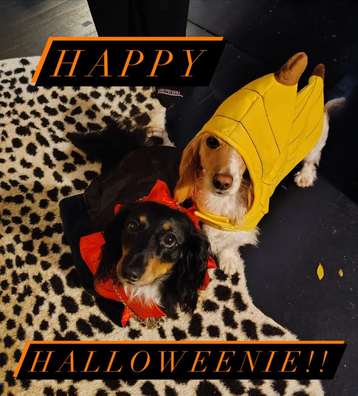 Happy Halloweenie from the weens! 🧛&zwj;♀️🍌🎃👻🦇