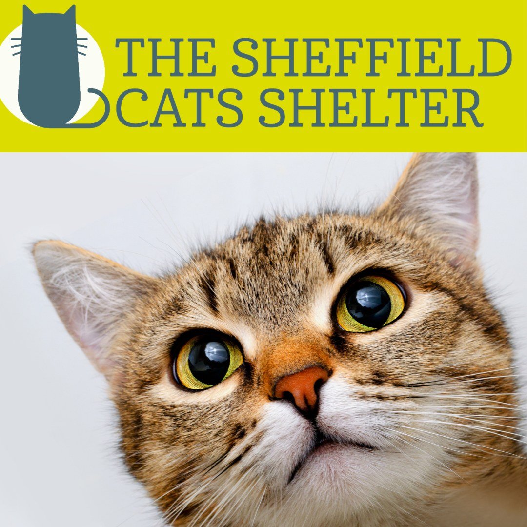 Shoutout to the amazing team at @thesheffieldcatsshelter! 🐈&zwj;⬛✨

Fleeing abuse is a complex process. Sadly, many people hesitate to leave because they cannot find a safe space for their pets. We accept small animals at one of our refuges, but whe