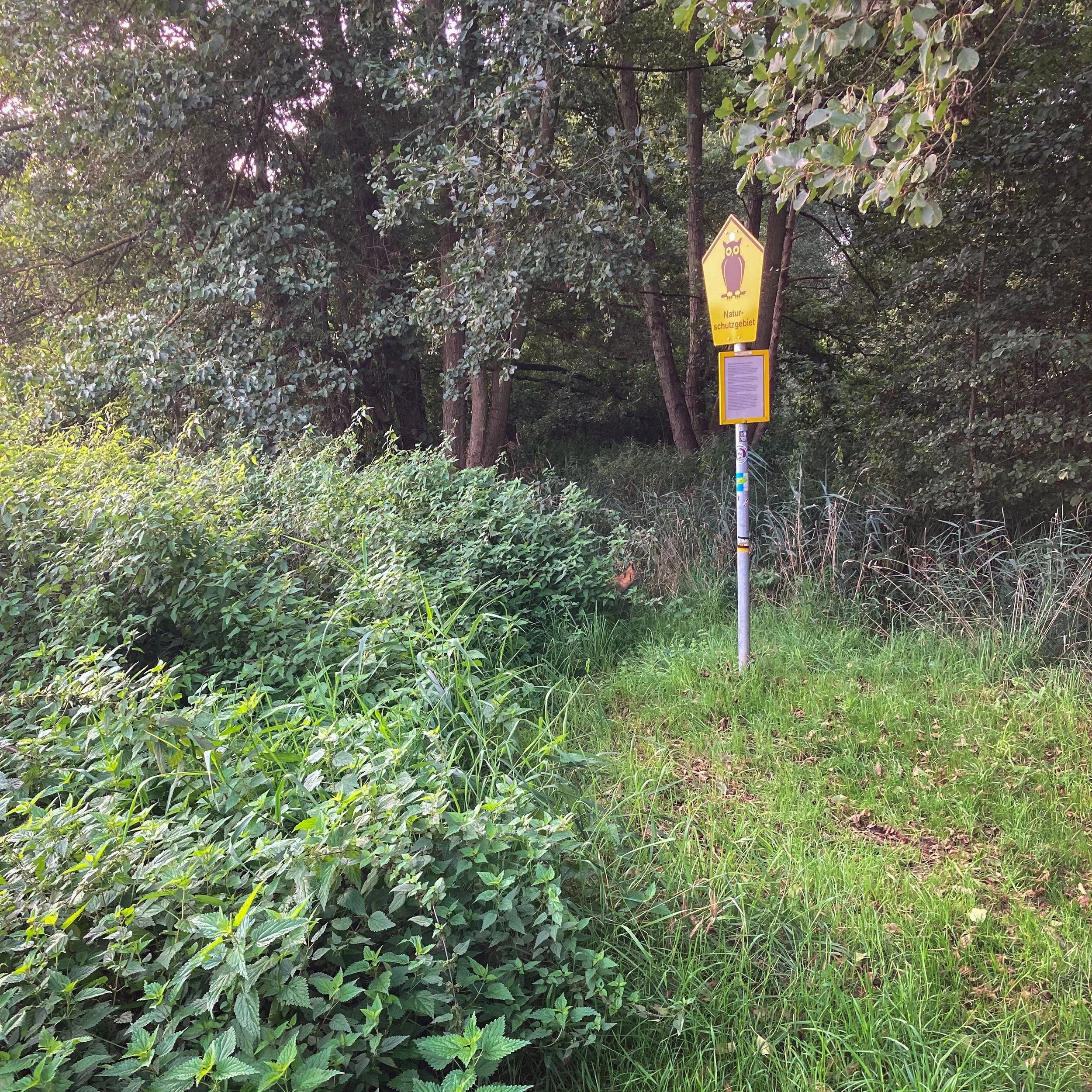 Bildmitte: Fuchs lugt aus Gebüsch hervor