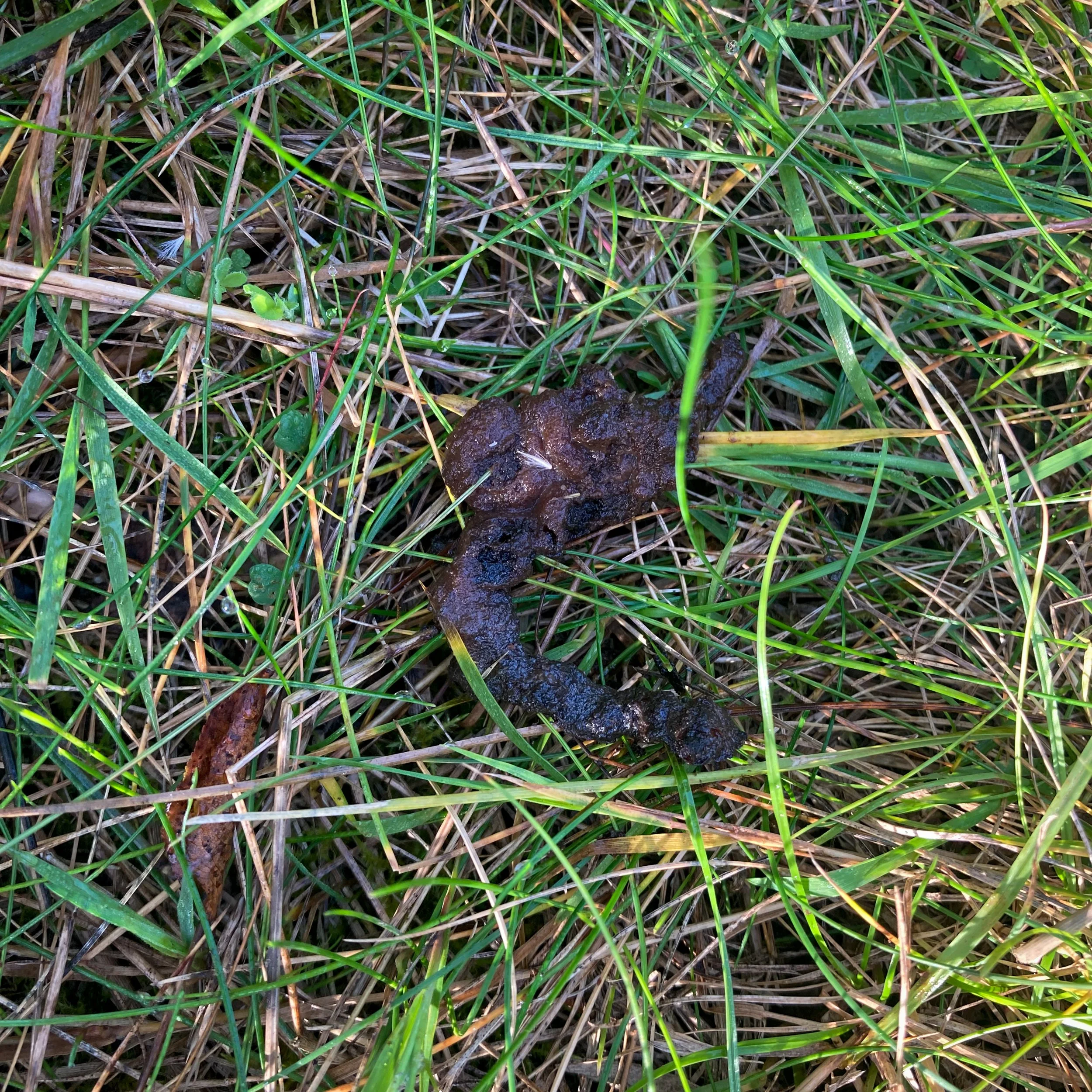 Eine Losung am Wegesrand - von wem wohl?