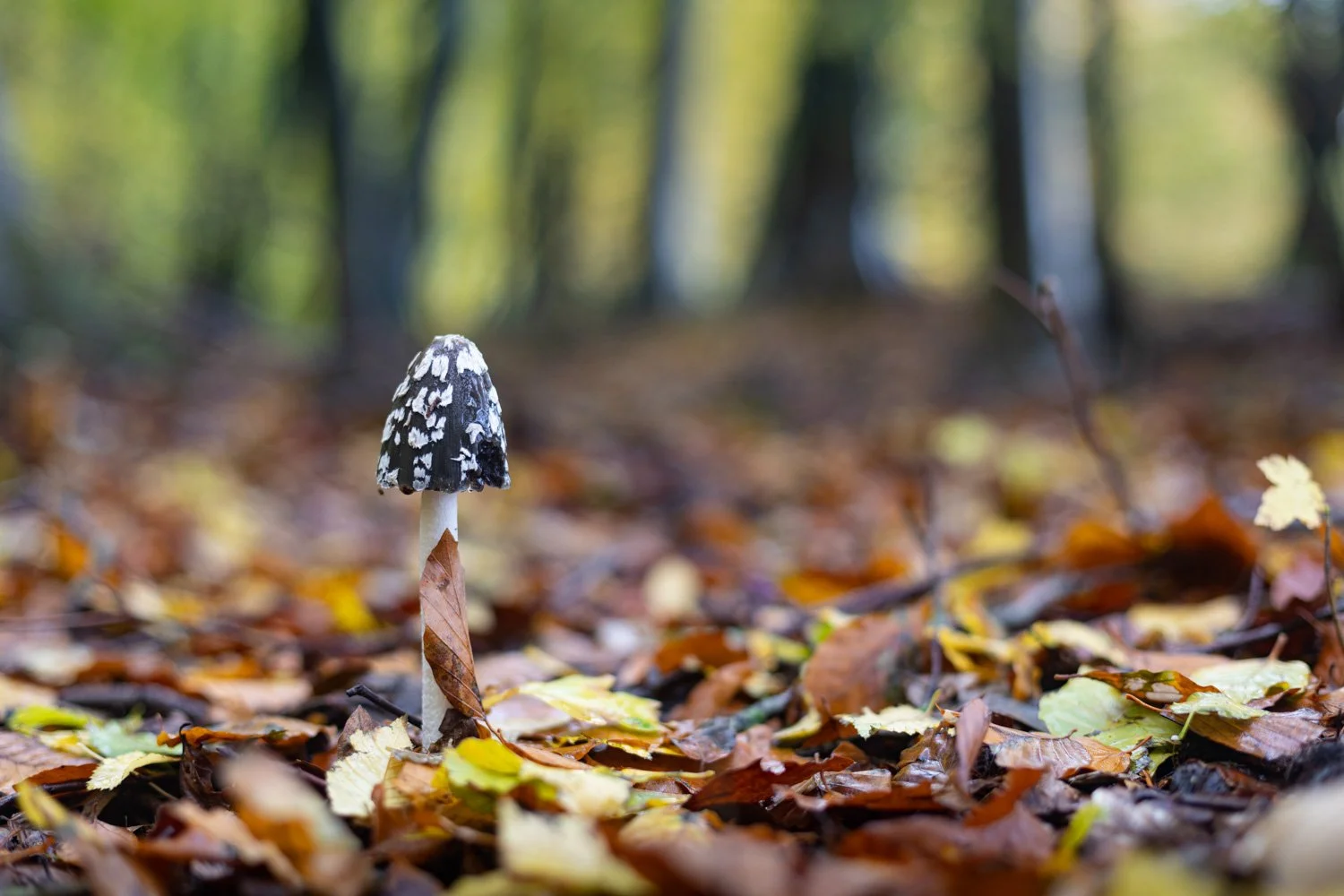 Herbstwald_12_Benjamin-Leers.jpeg