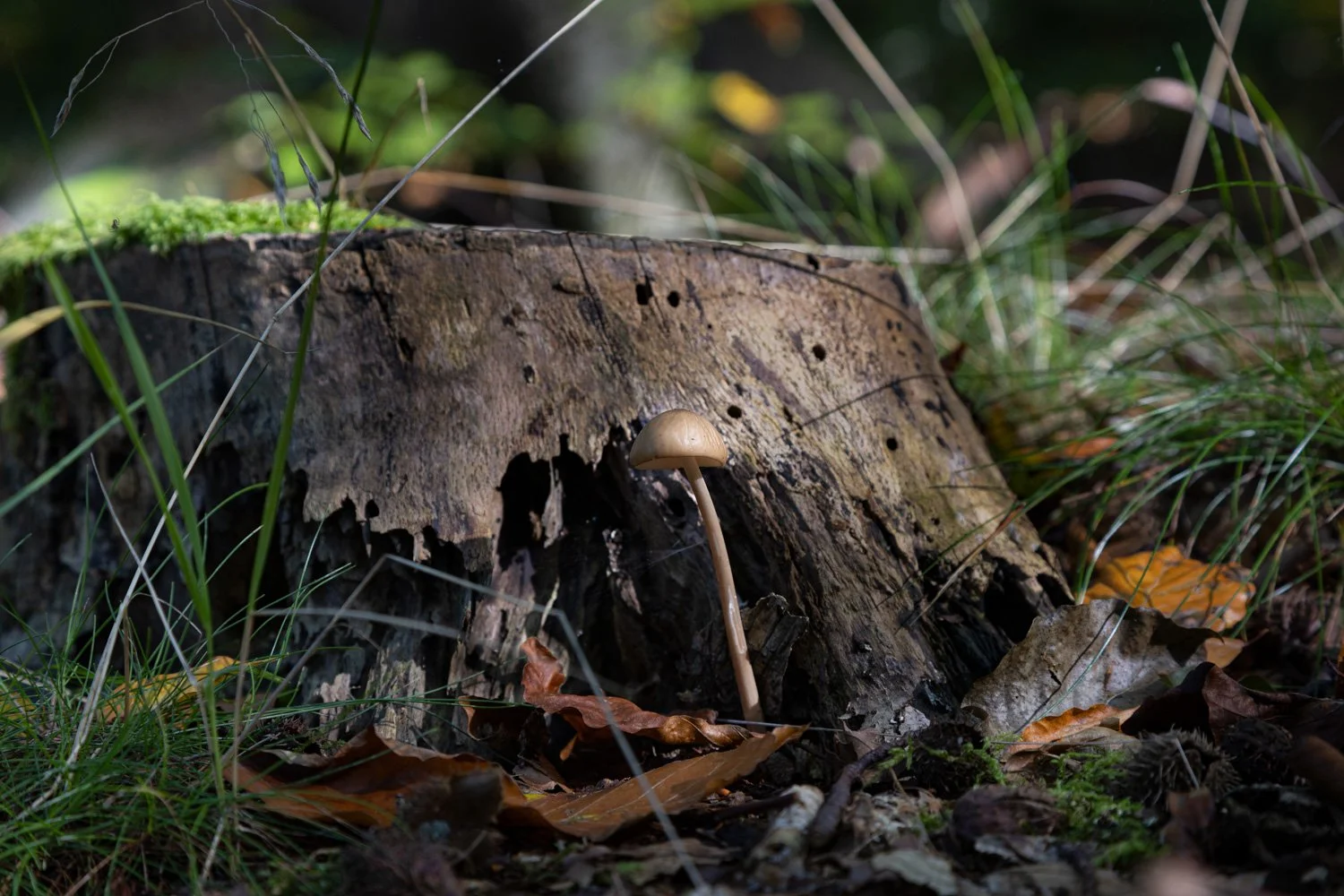 Herbstwald_02_Benjamin-Leers.jpeg